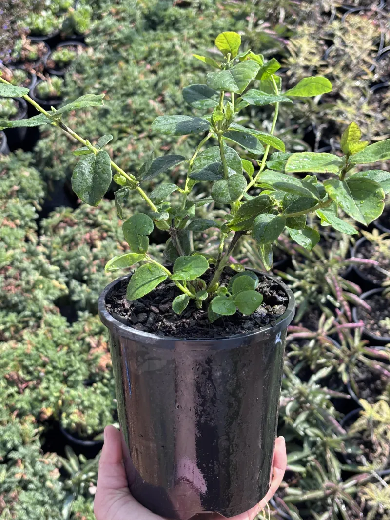 Lonicera fragrantissima - Winter honeysuckle