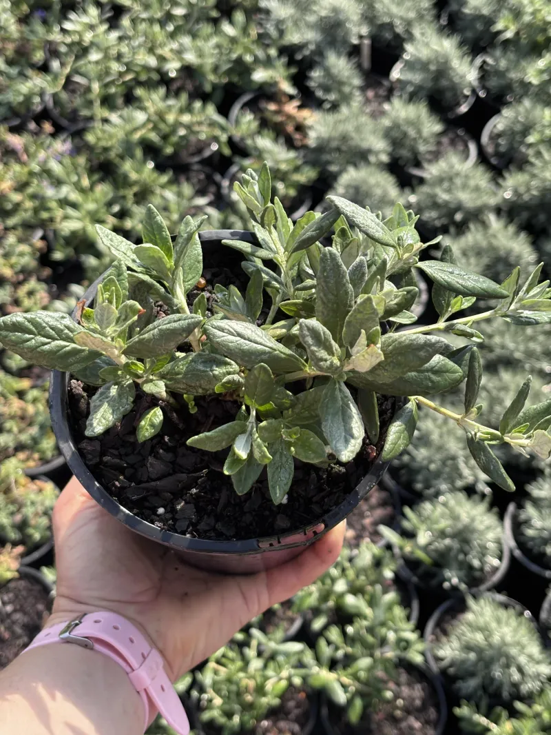 Teucrium fruticans 