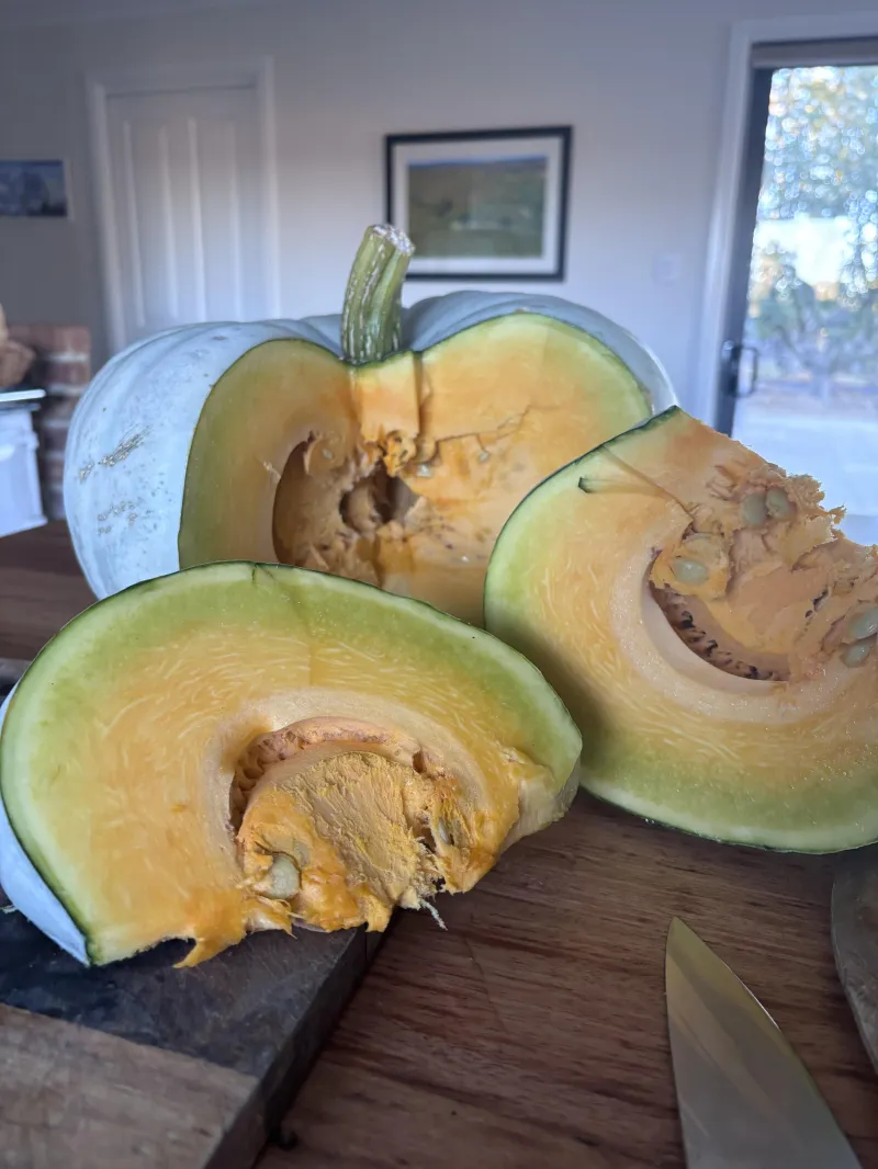 Pumpkin Queensland blue