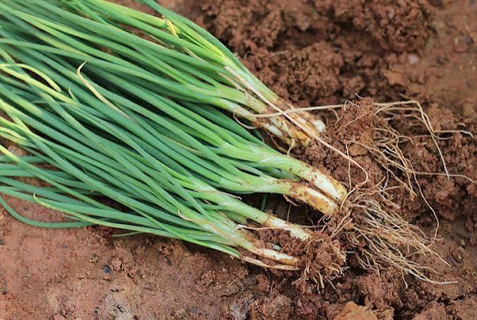 Spring Onion 