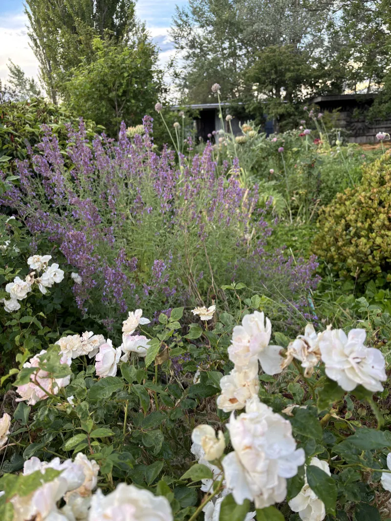 Cat mint  Nepeta "Six hill giant"