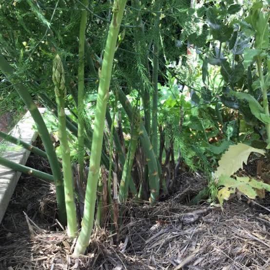 Asparagus Mary Washington