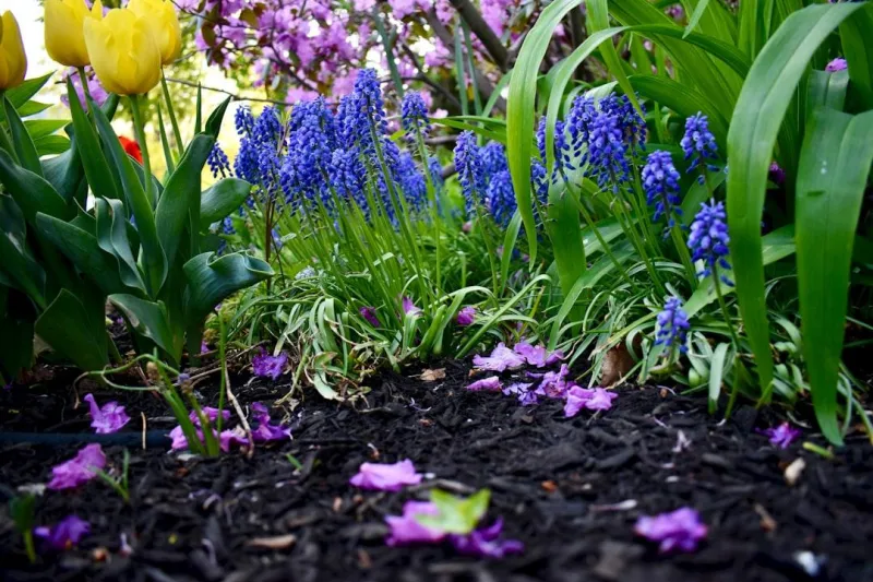 Mulching (Yearly)
