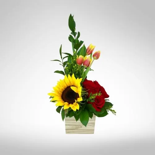 Tulipanes Vibrantes