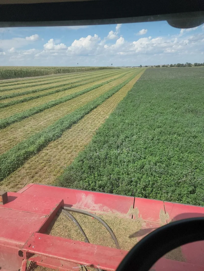 Alfalfa