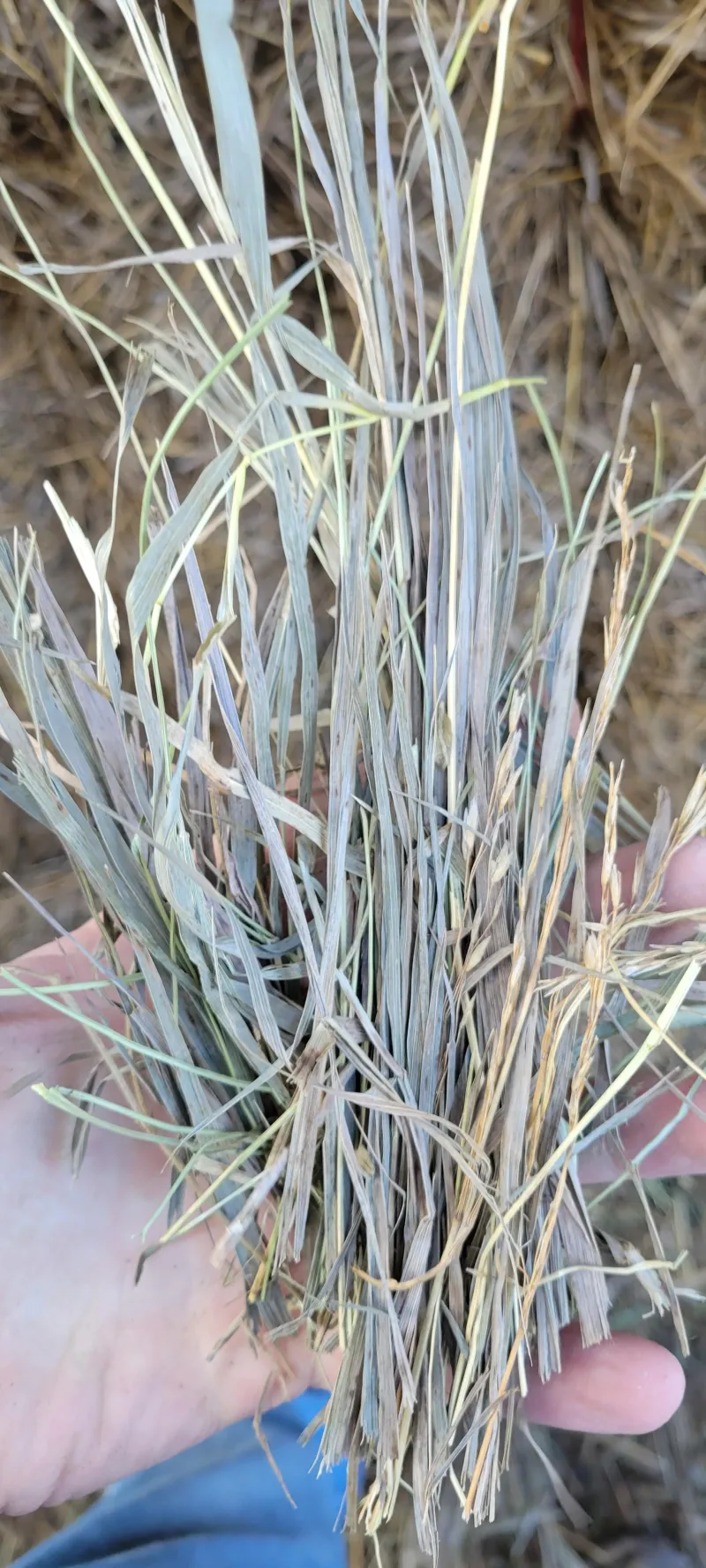 Grass Hay