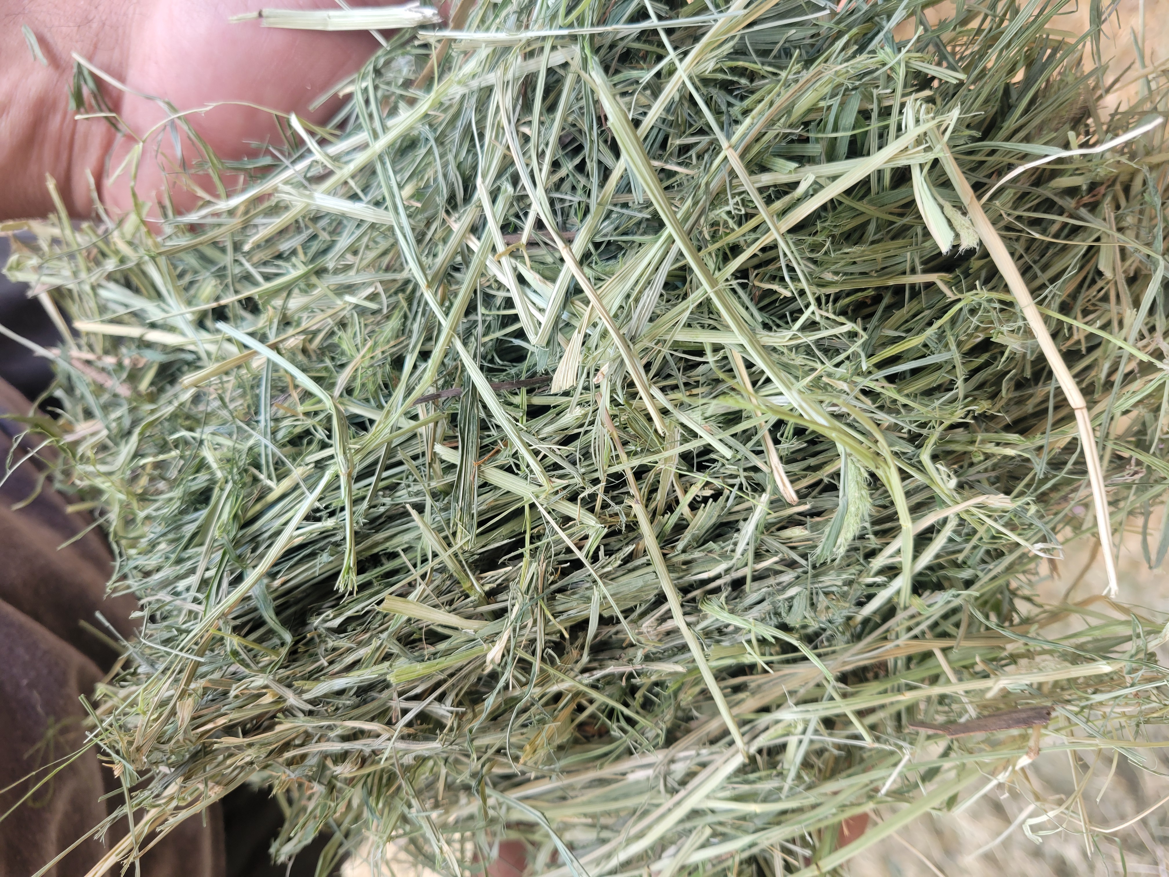 Pre-Order - Teff Grass - Large Square Bales
