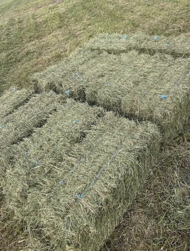 Grain Mix Hay