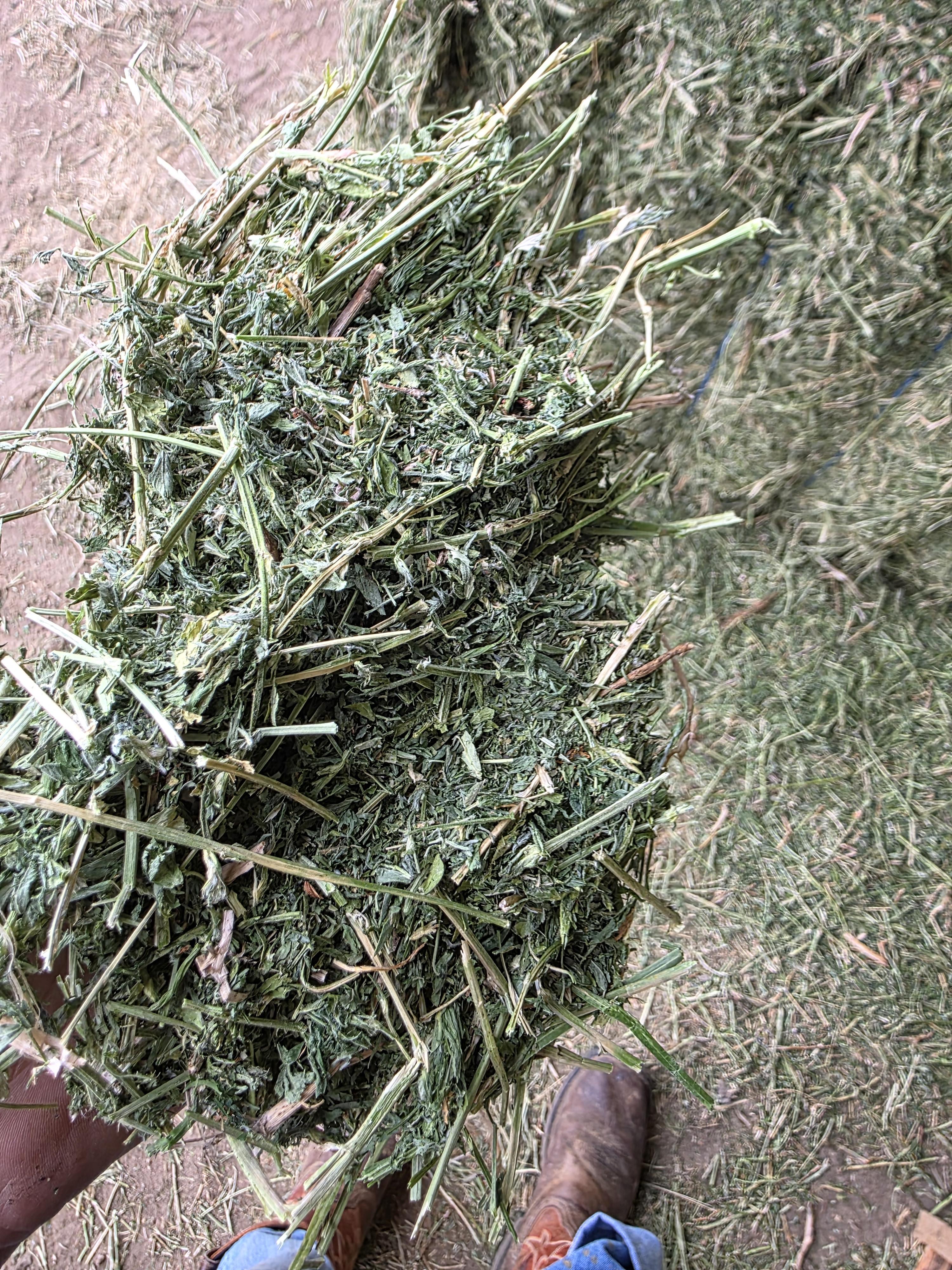 502 Great Alfalfa, large 3 x 4 x 8 Horse Quality