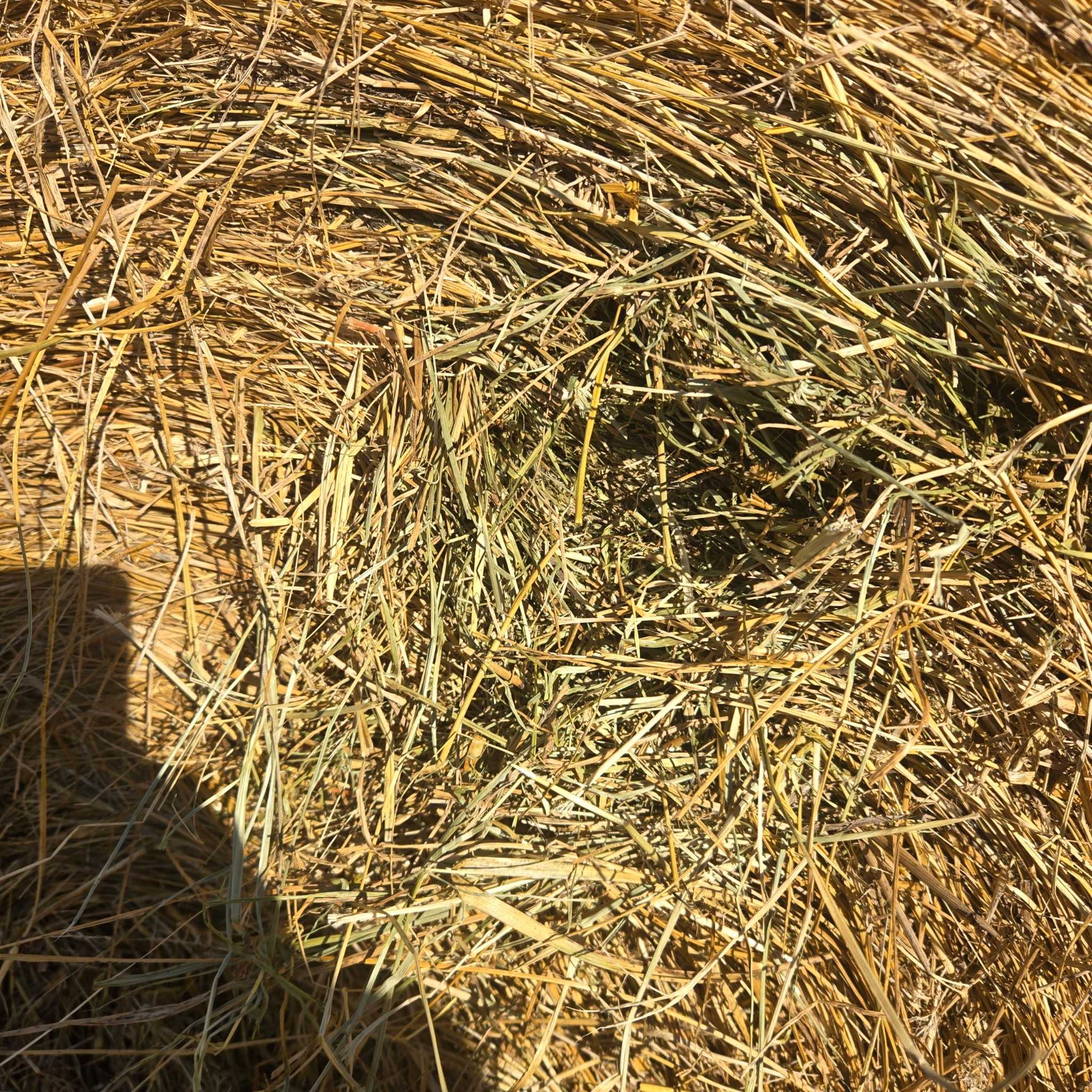 kansas round grass