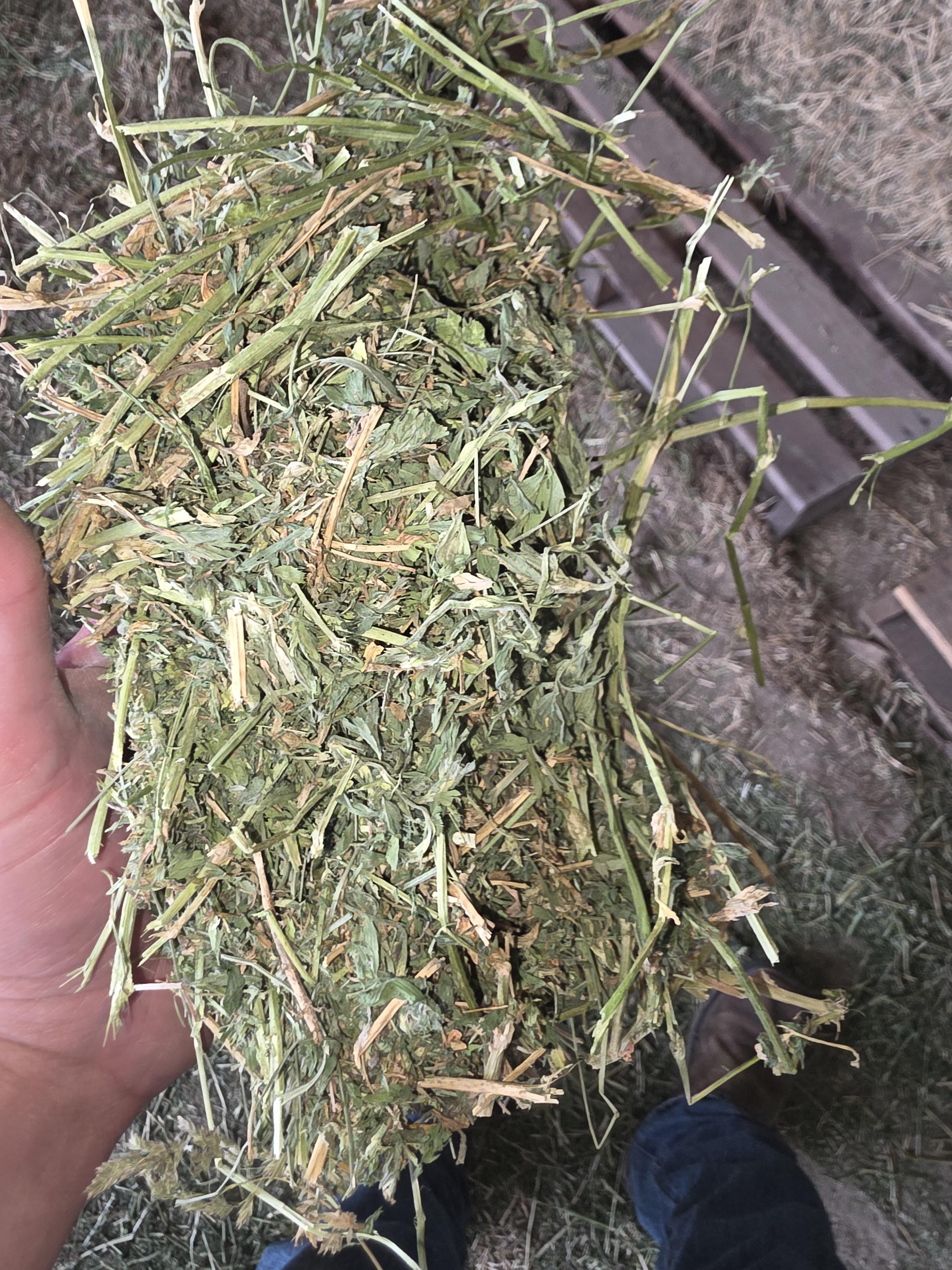 513 Small Square Alfalfa/Grass 2 String Bundles