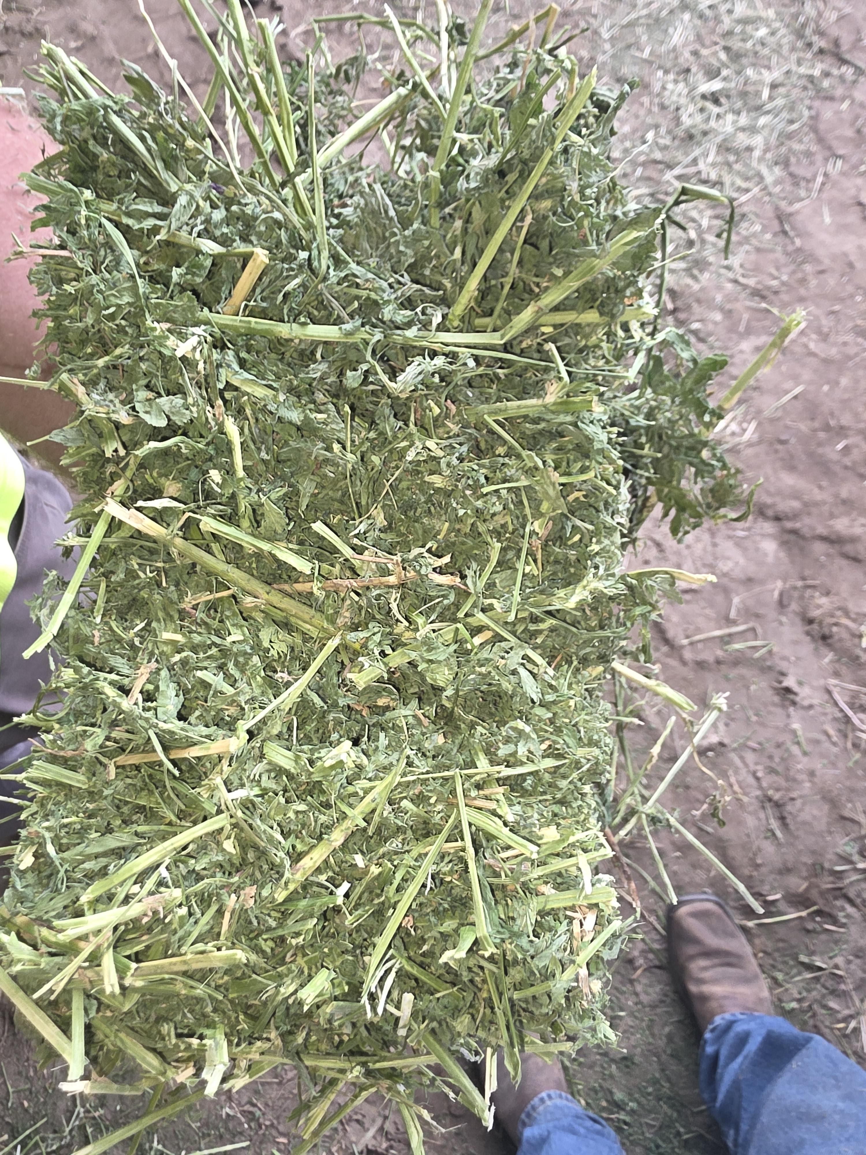 533 Small Square Bundles Great Alfalfa
