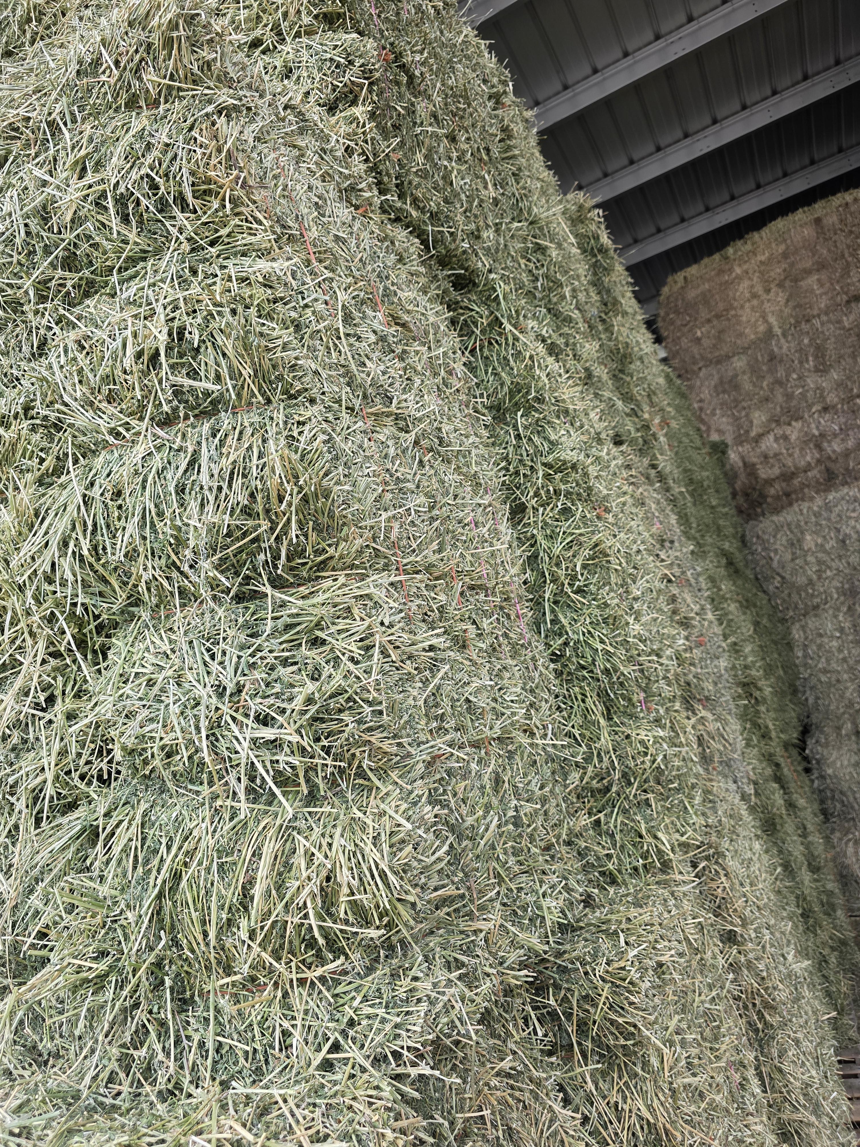 529 Small Square Bundles Horse Alfalfa