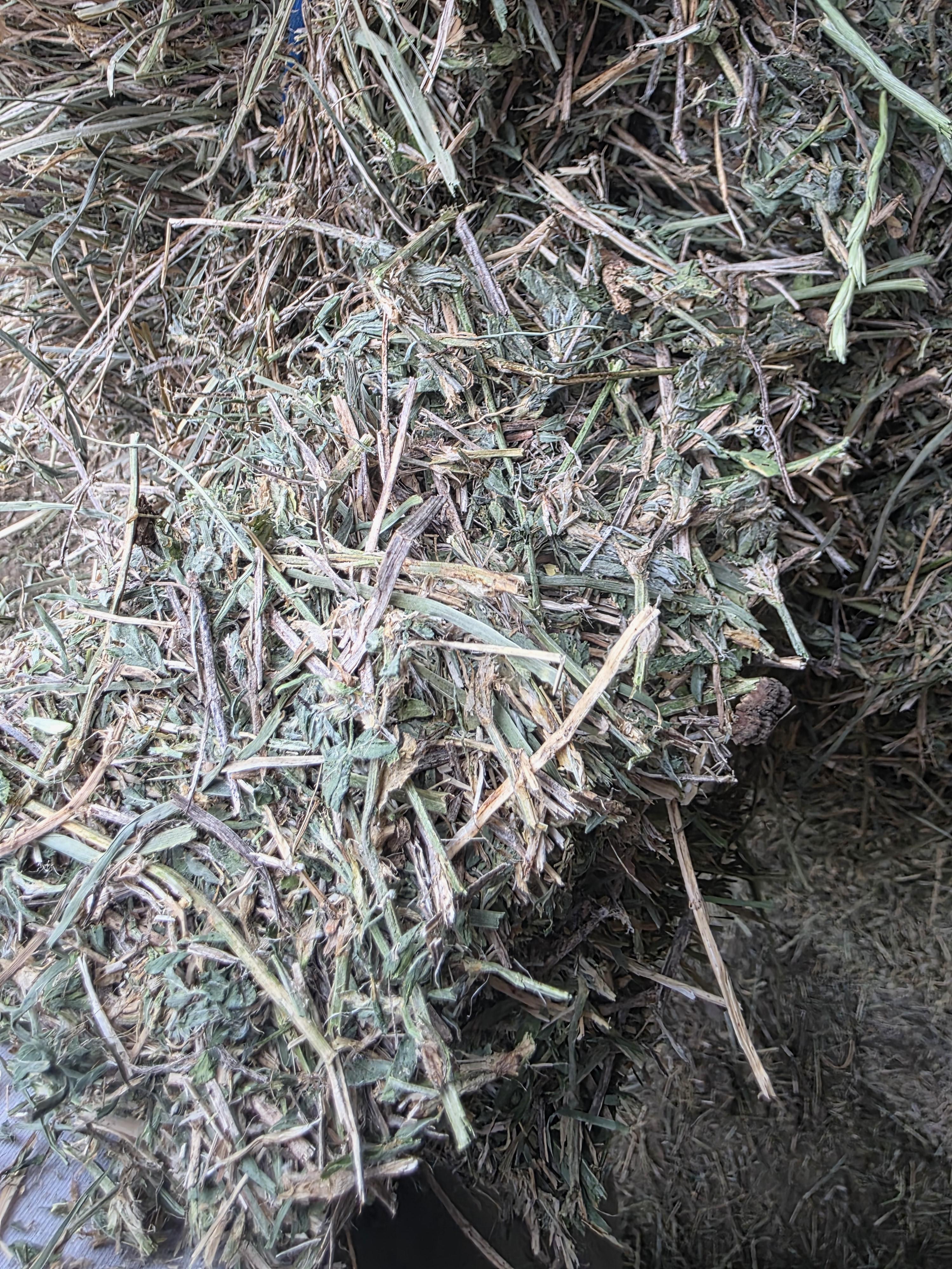 522 Large Square Alfalfa