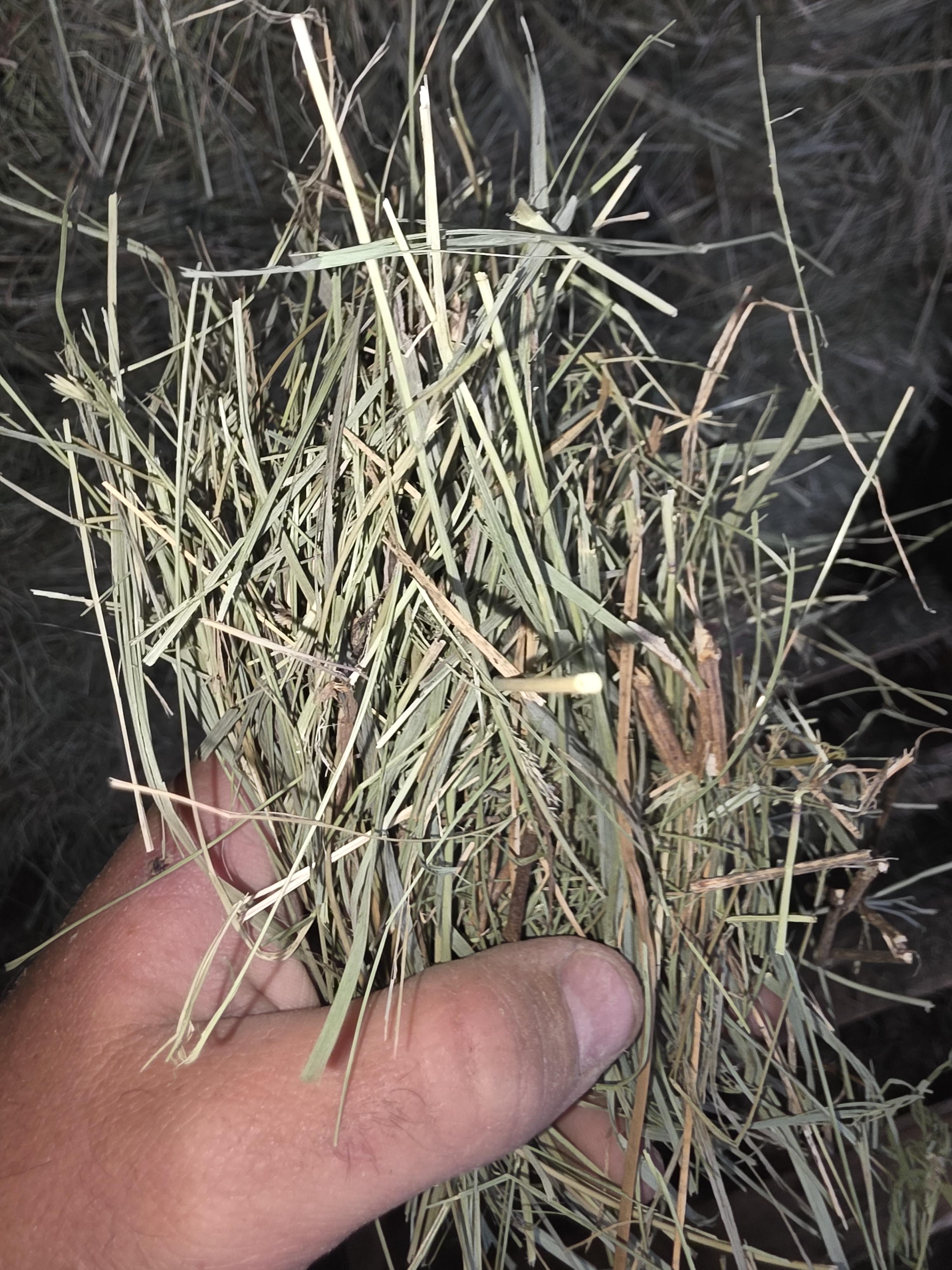 525 Small Square Bales Horse Grass