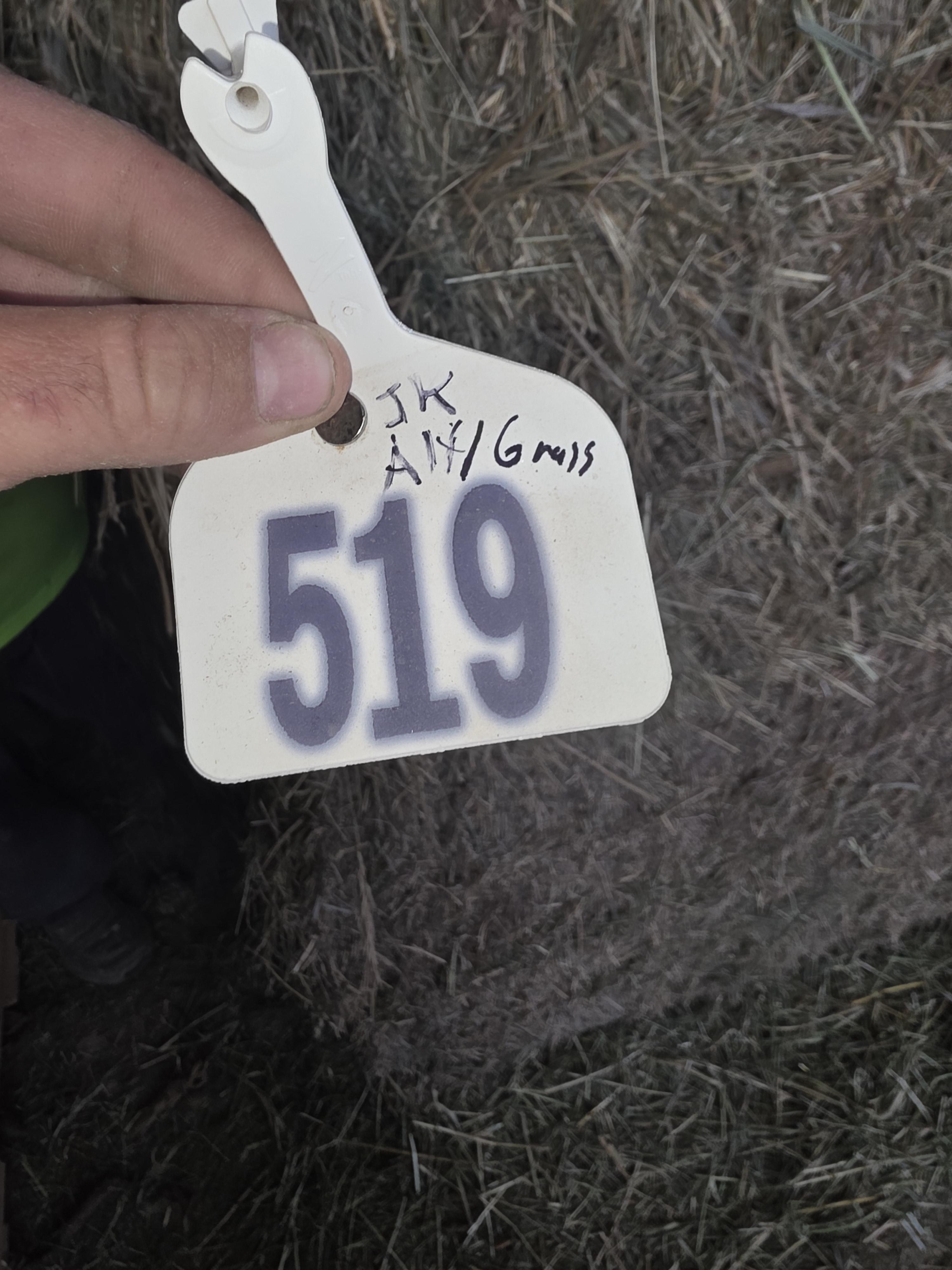 519 Large Square Alfalfa/Grass Mix