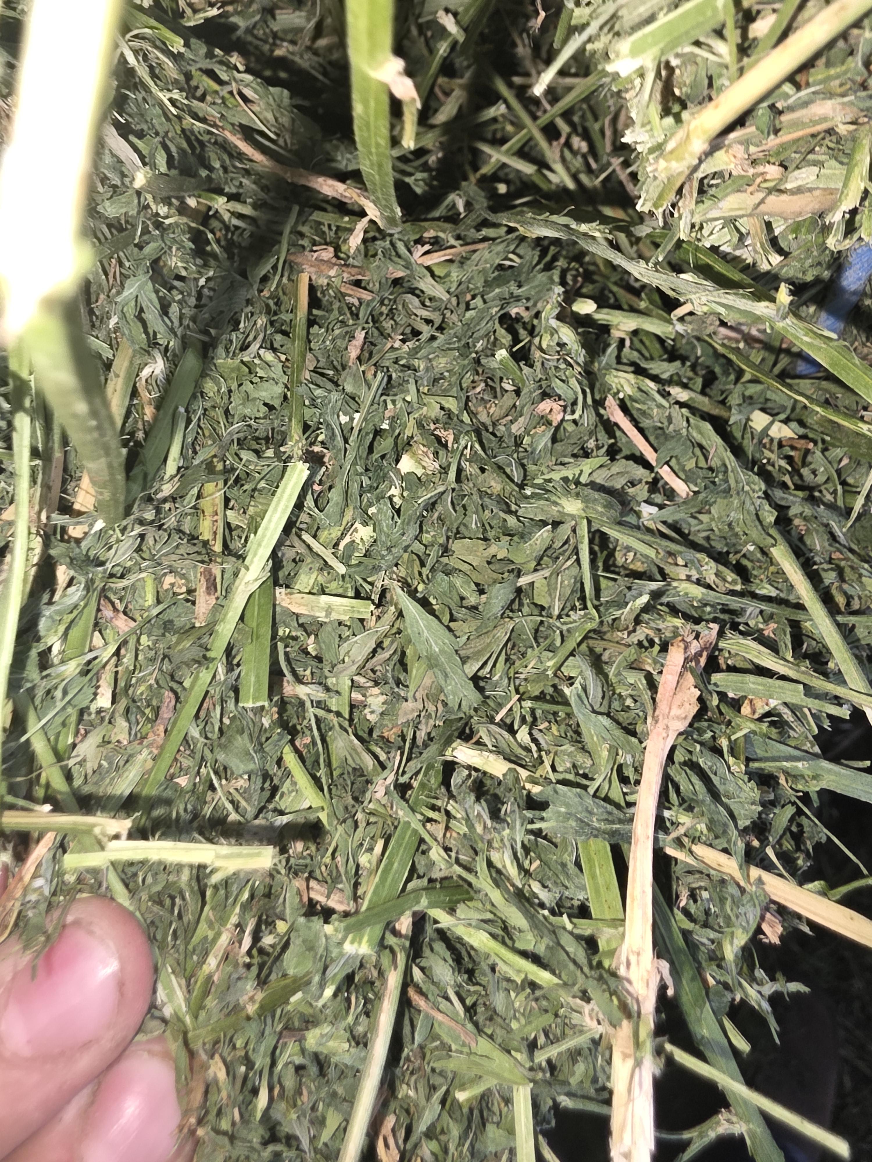 532 Large Square Alfalfa Horse quality