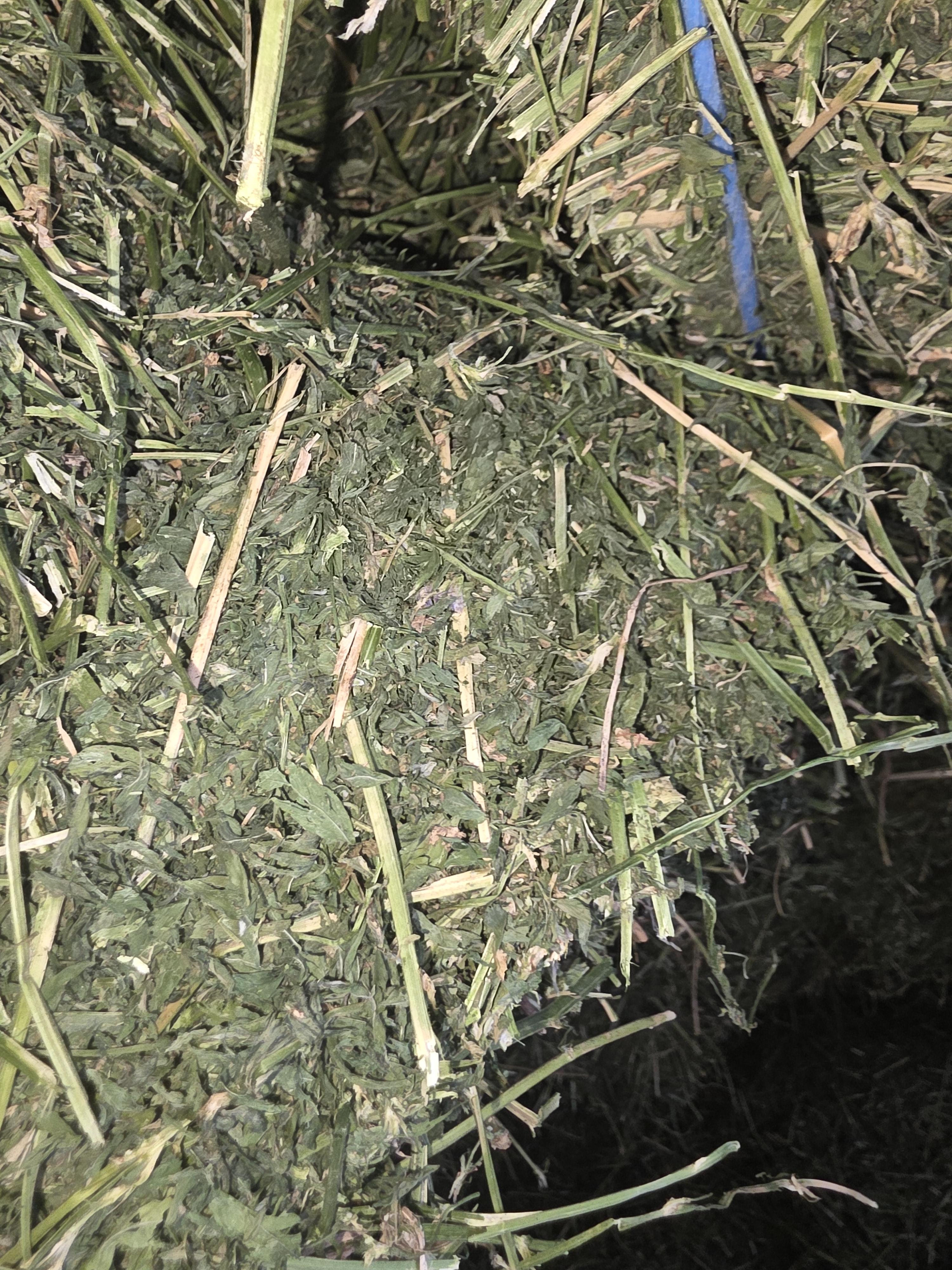 527 Large Square Alfalfa Horse quality
