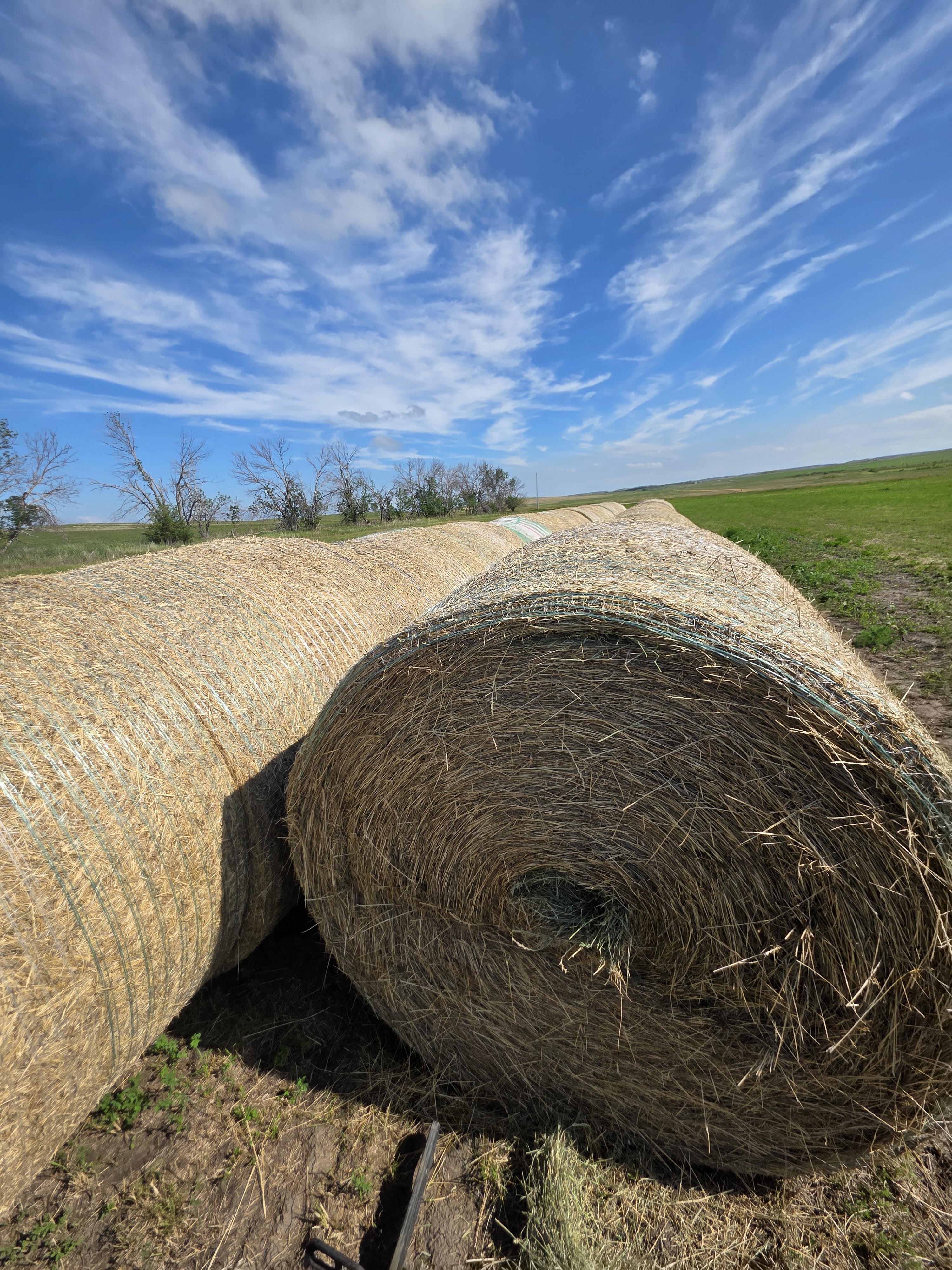 001 TD Horse Quality Rounds Alfalfa/Grass