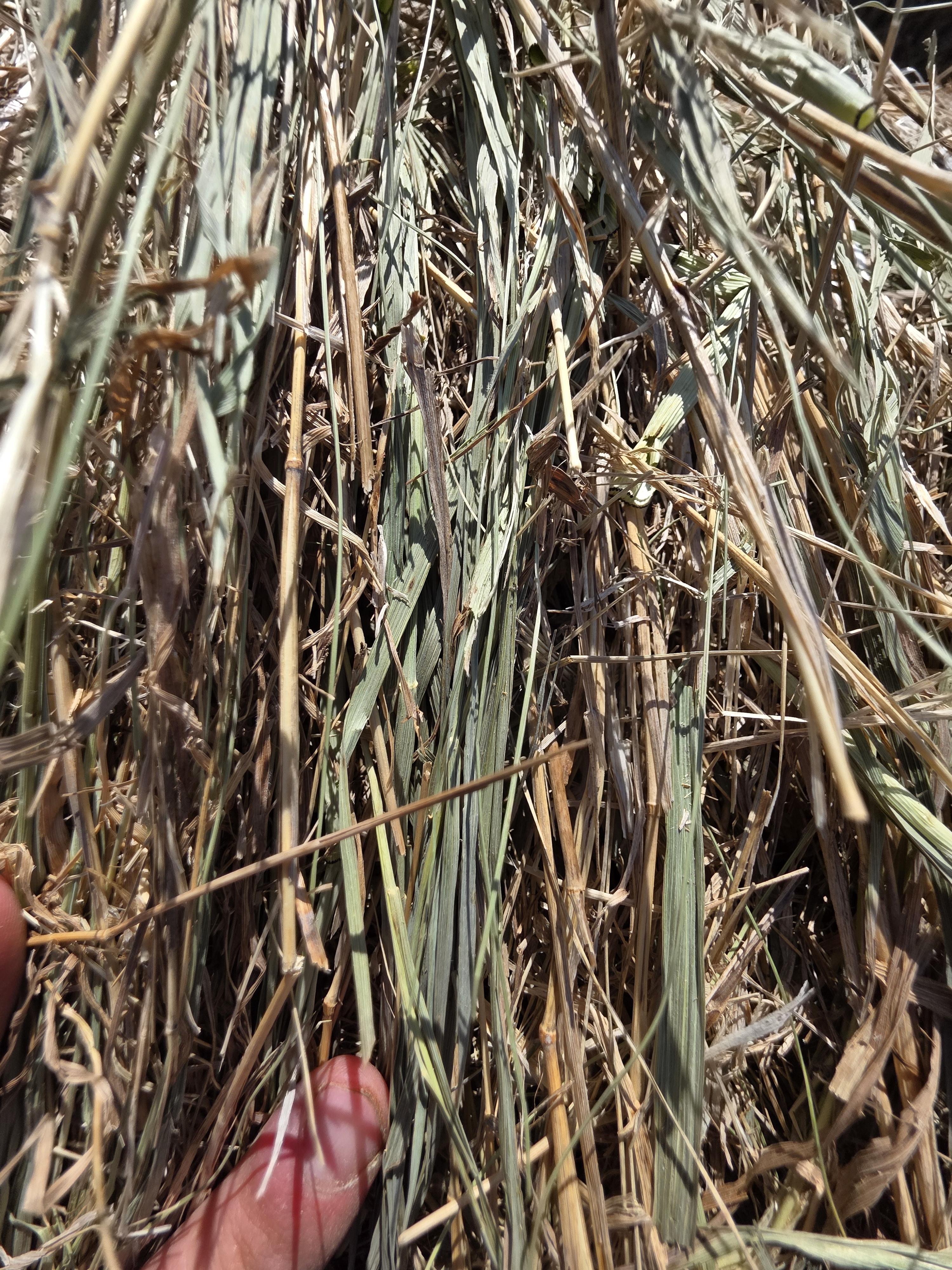 TD002 Brome Rounds