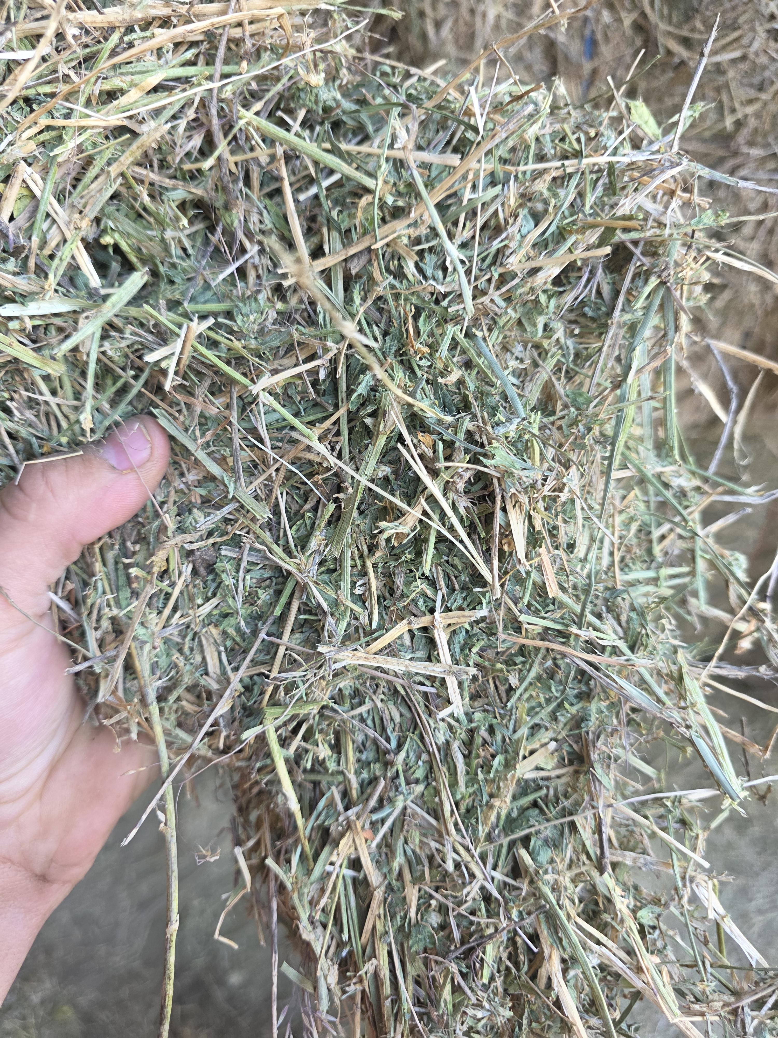 213 3 x 4 Large Square Alfalfa