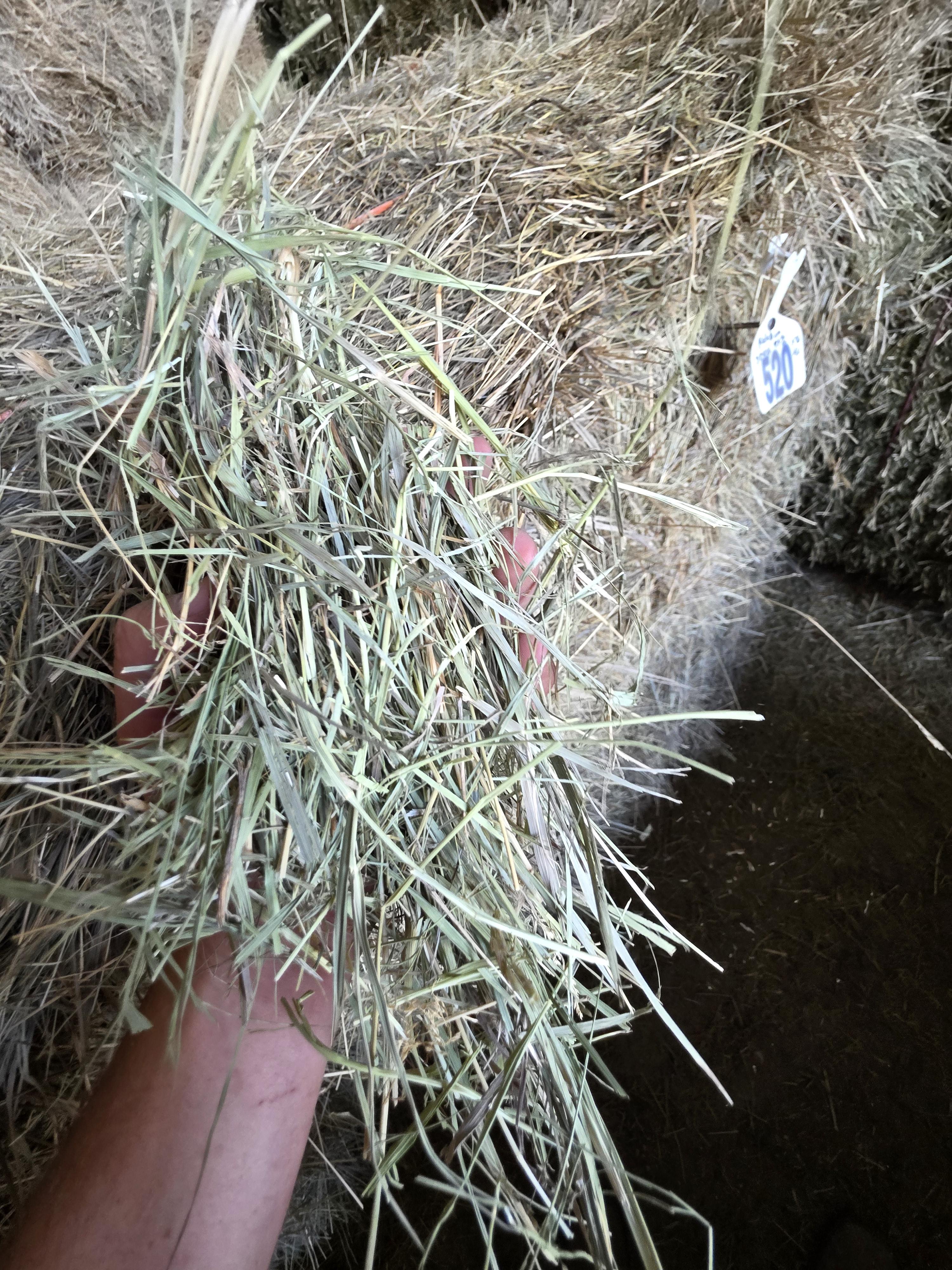 520 Small Square Bales of Alfalfa/Grass Mix