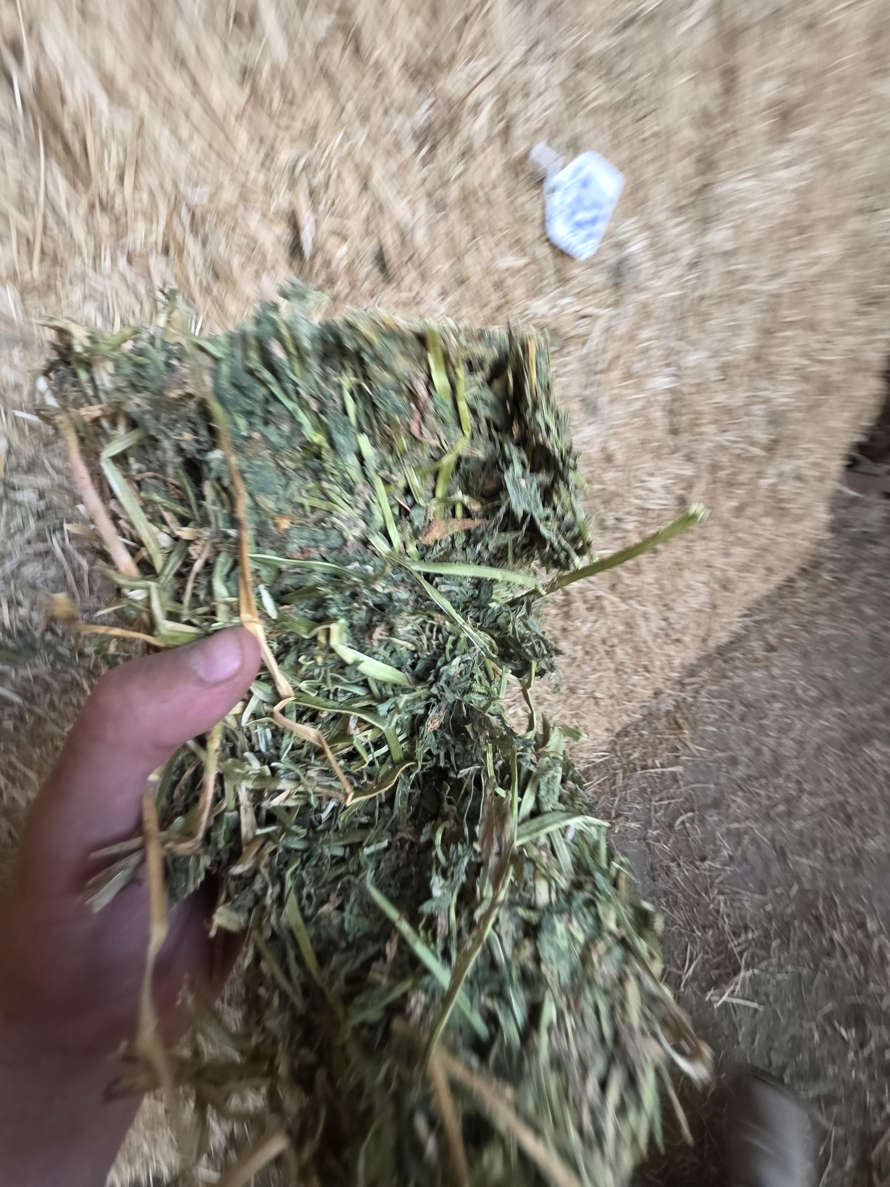 537 3 x 4 Large Squares Alfalfa