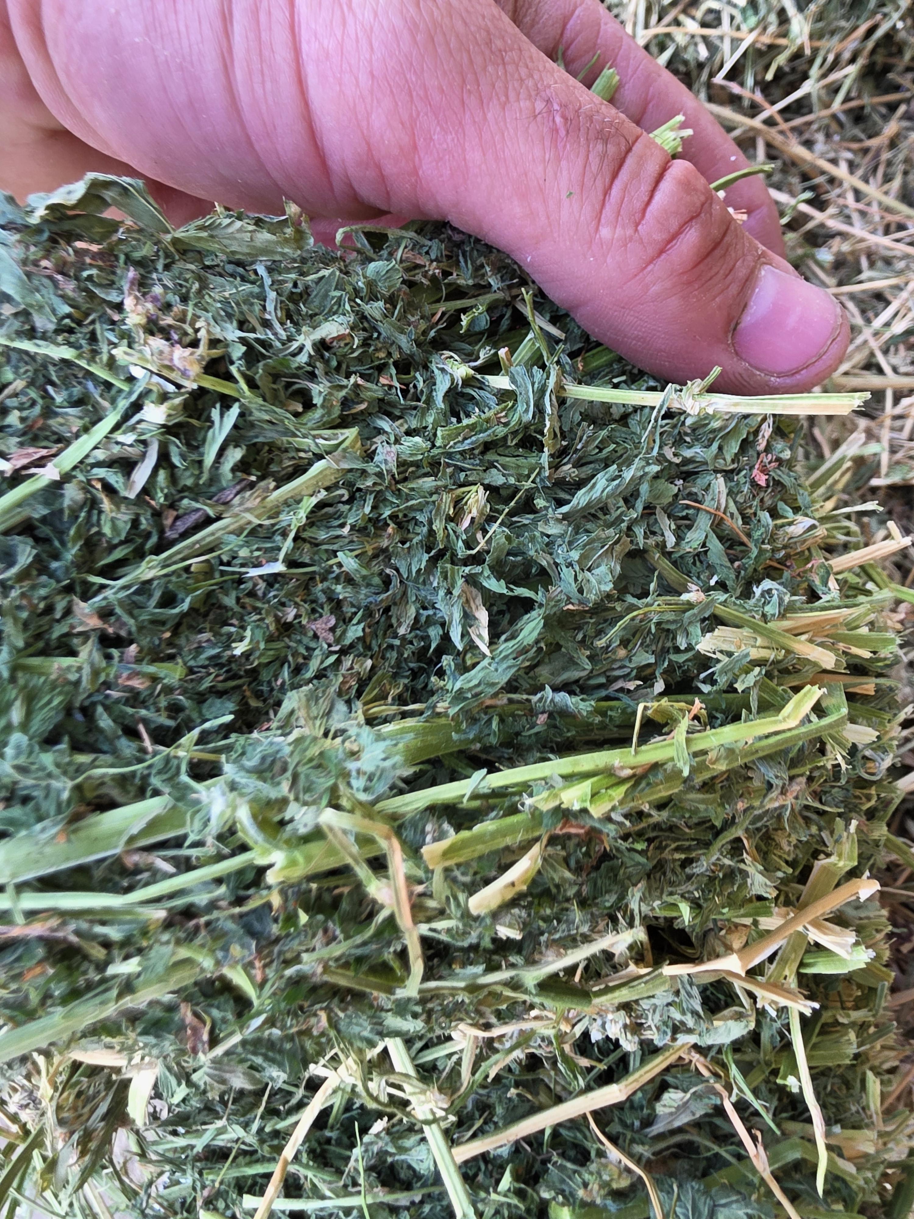 477/563 Large Square Alfalfa