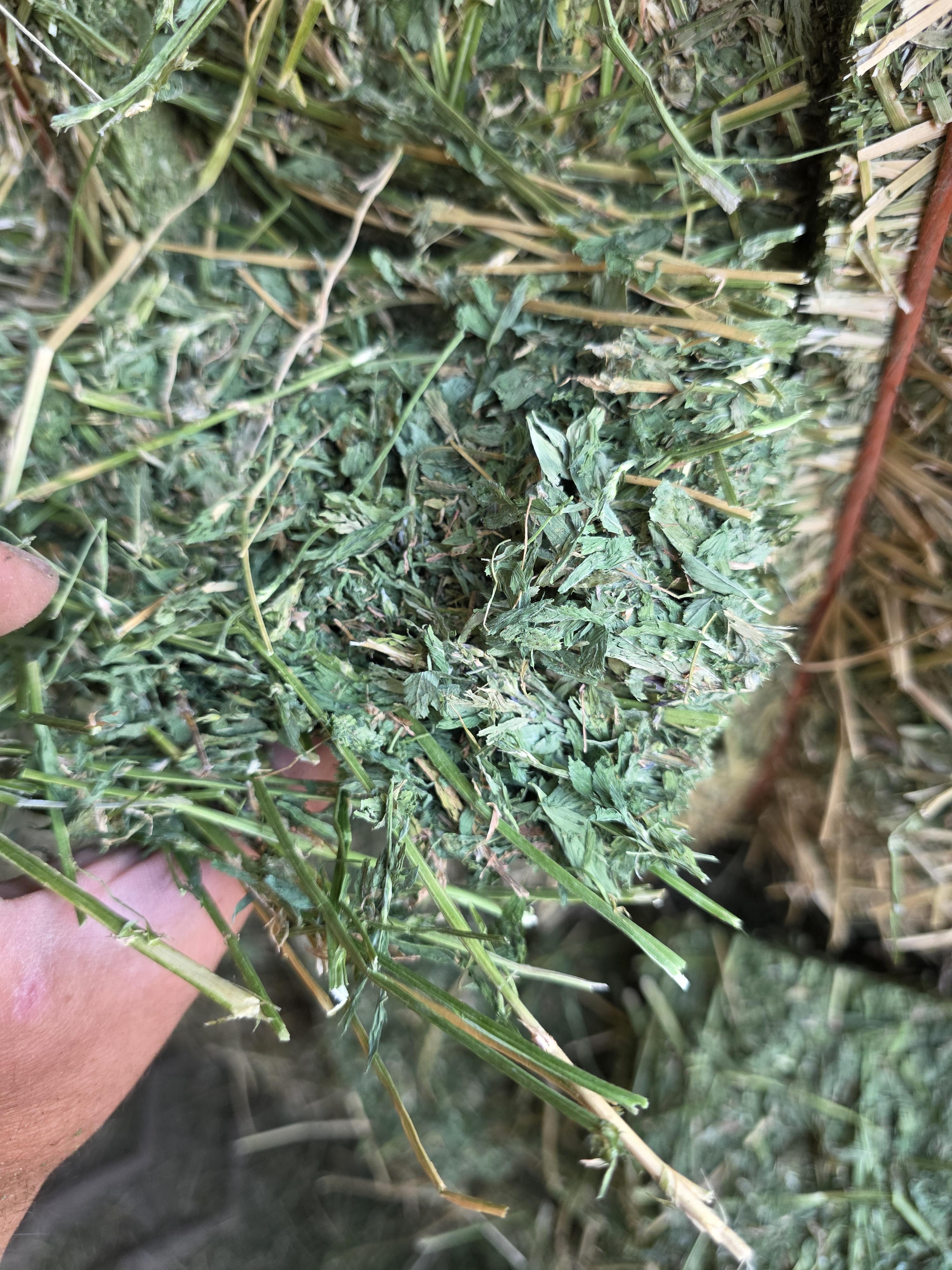 549 Large Square Horse Quality Alfalfa