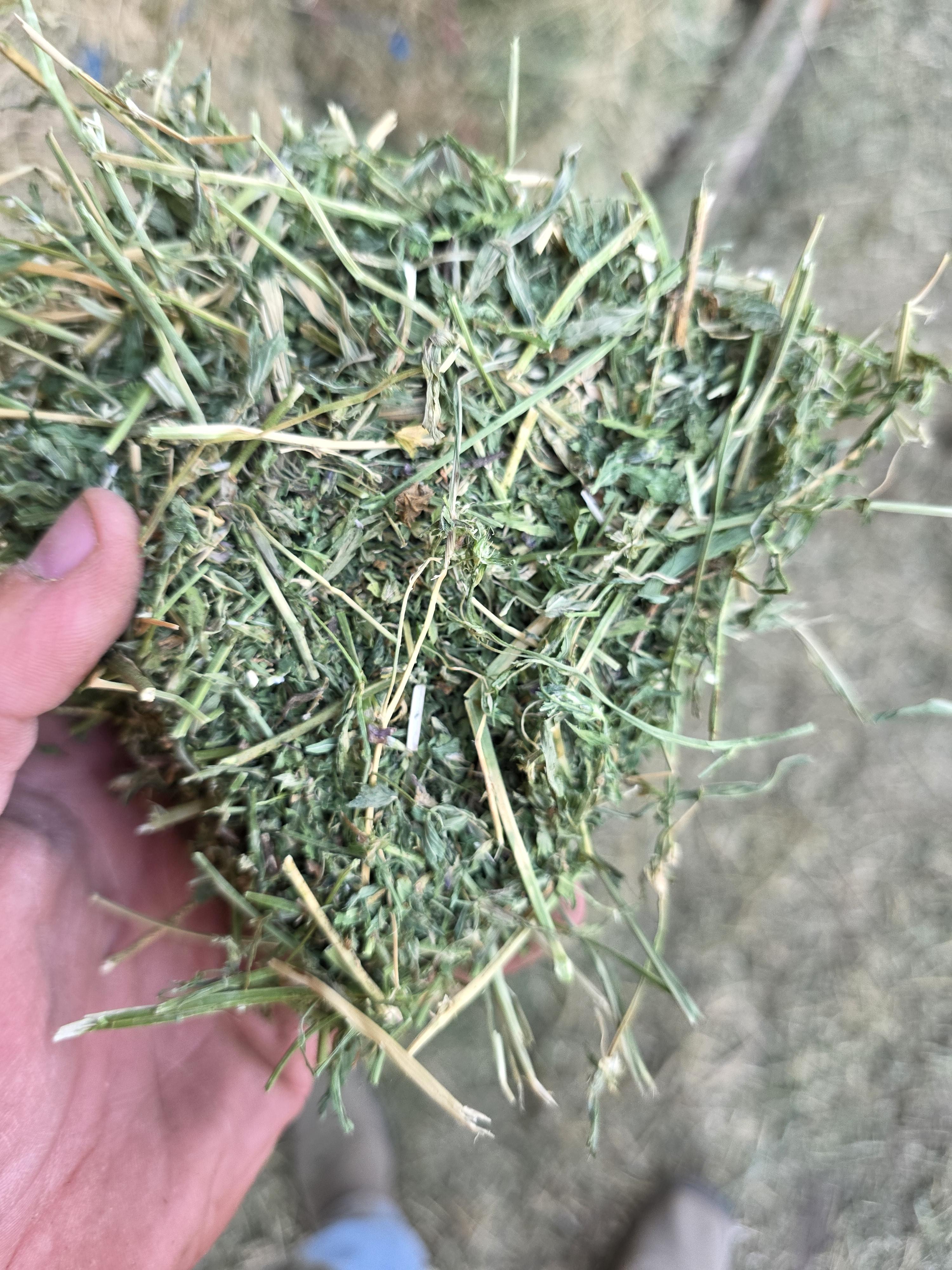 538 Small Square Bale Alfalfa Bundles