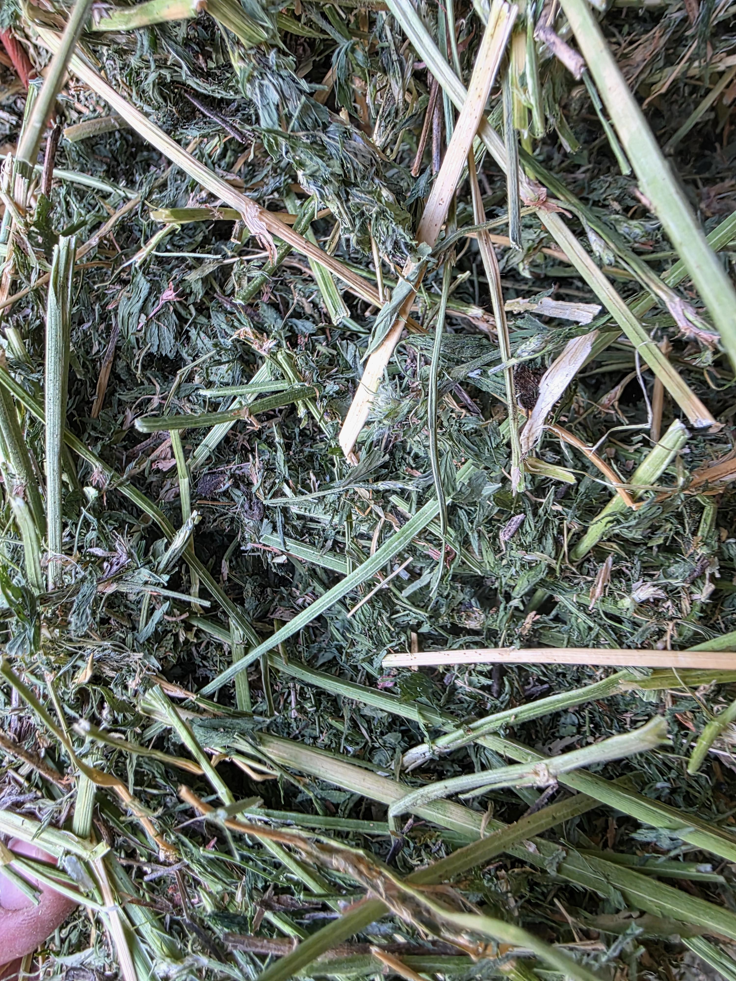 550 3 x 4 x 8 Alfalfa Large Square Bales