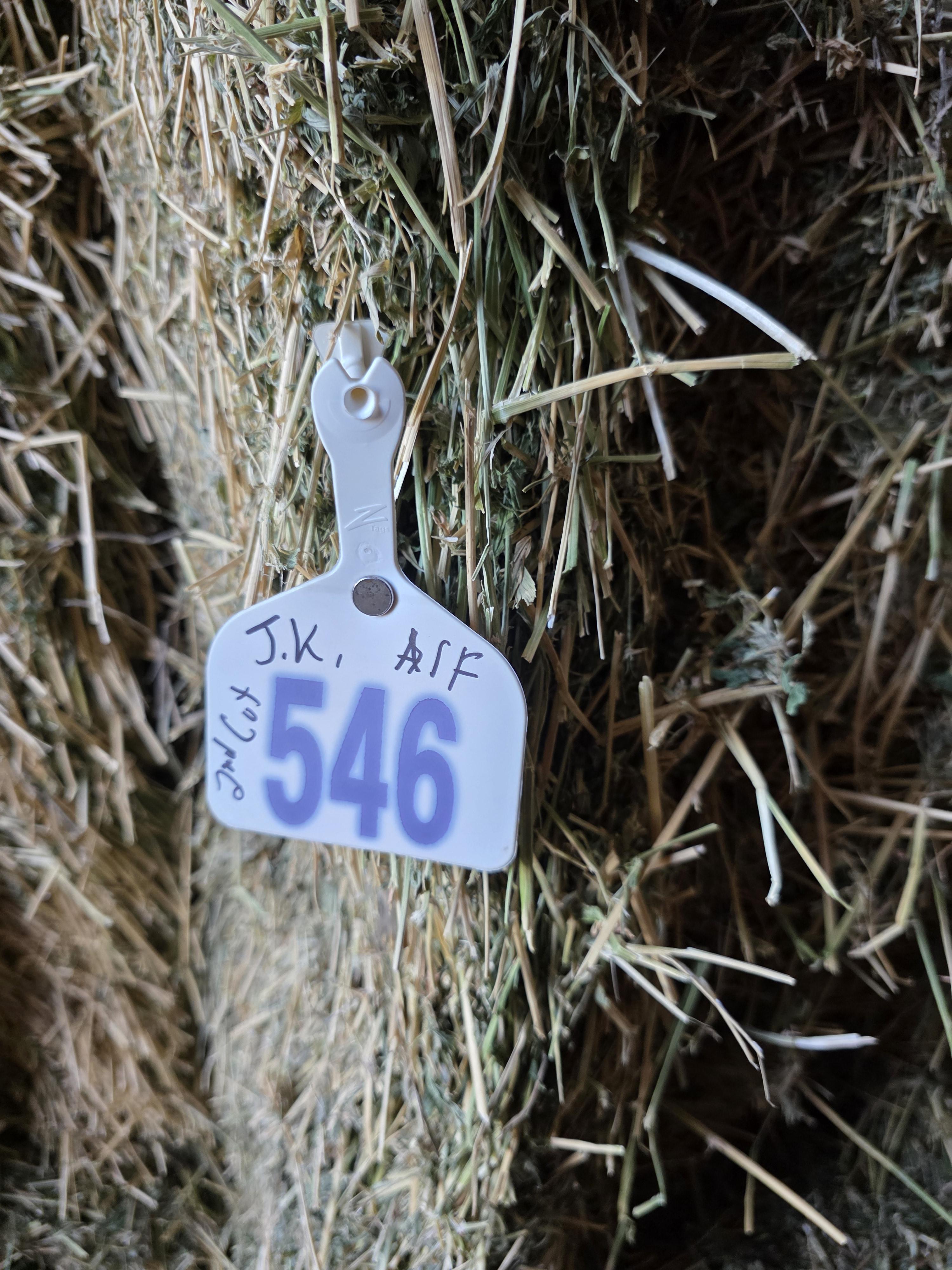 546 Large Square Alfalfa 2nd Cutting