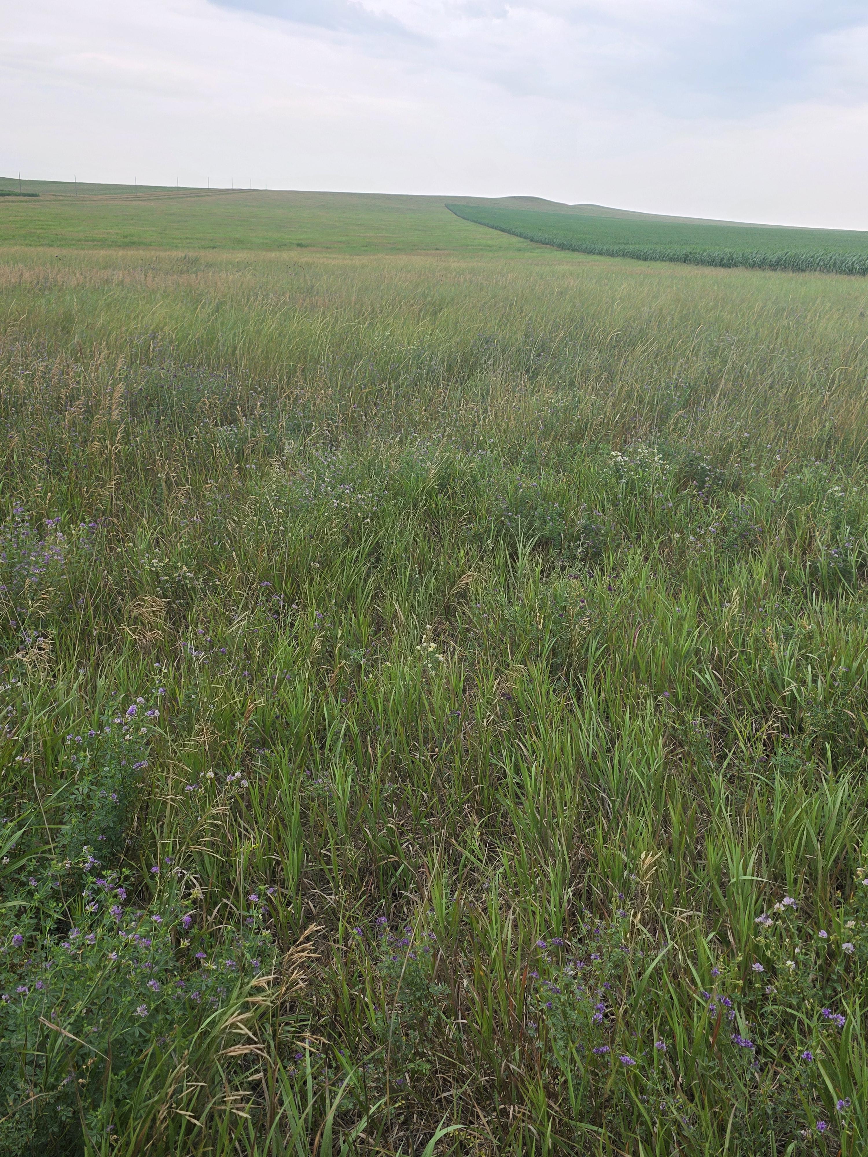 901 DS Alfalfa/Grass Mix Large Rounds