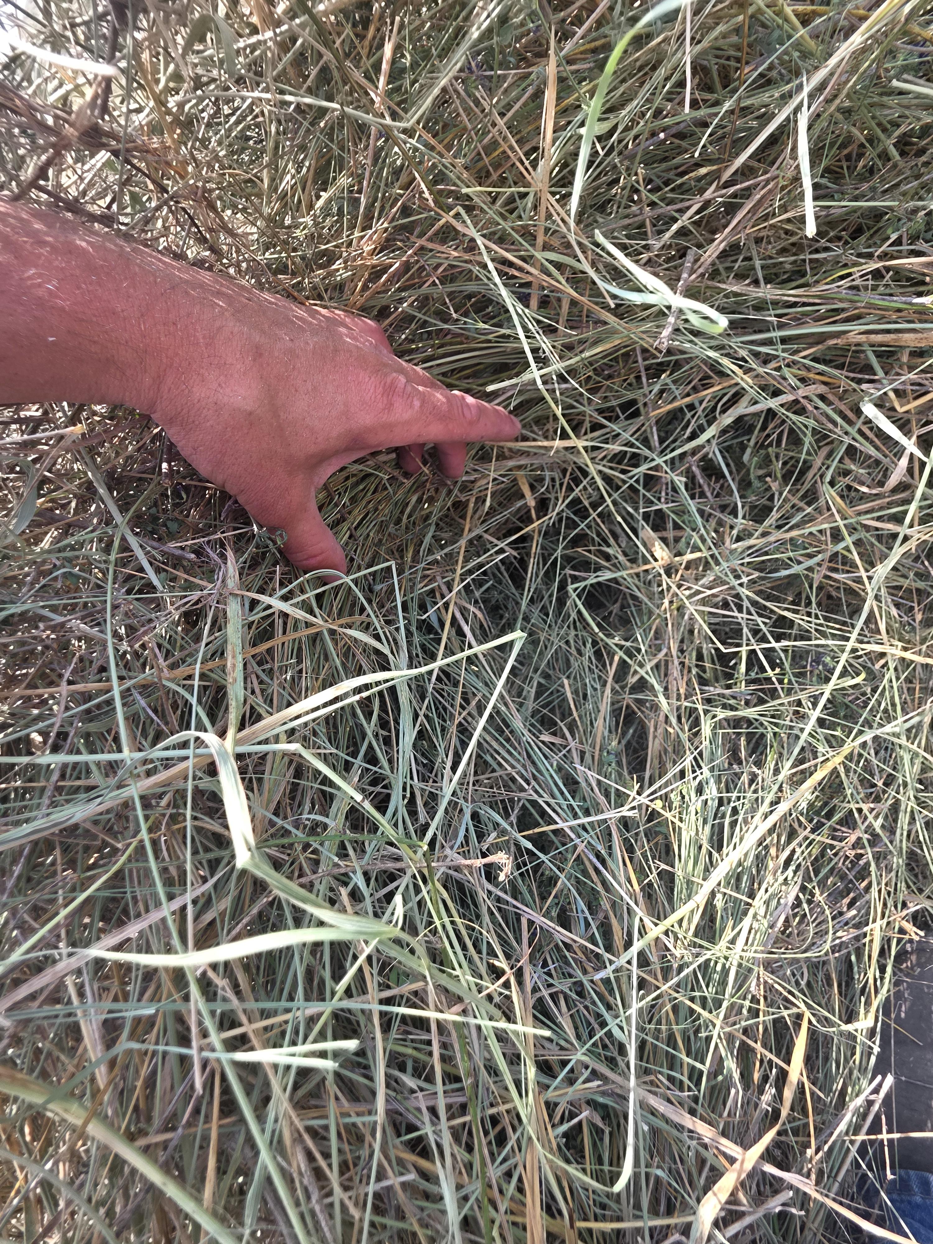 DS 901 Light Alfalfa/Grass mix CRP Rounds
