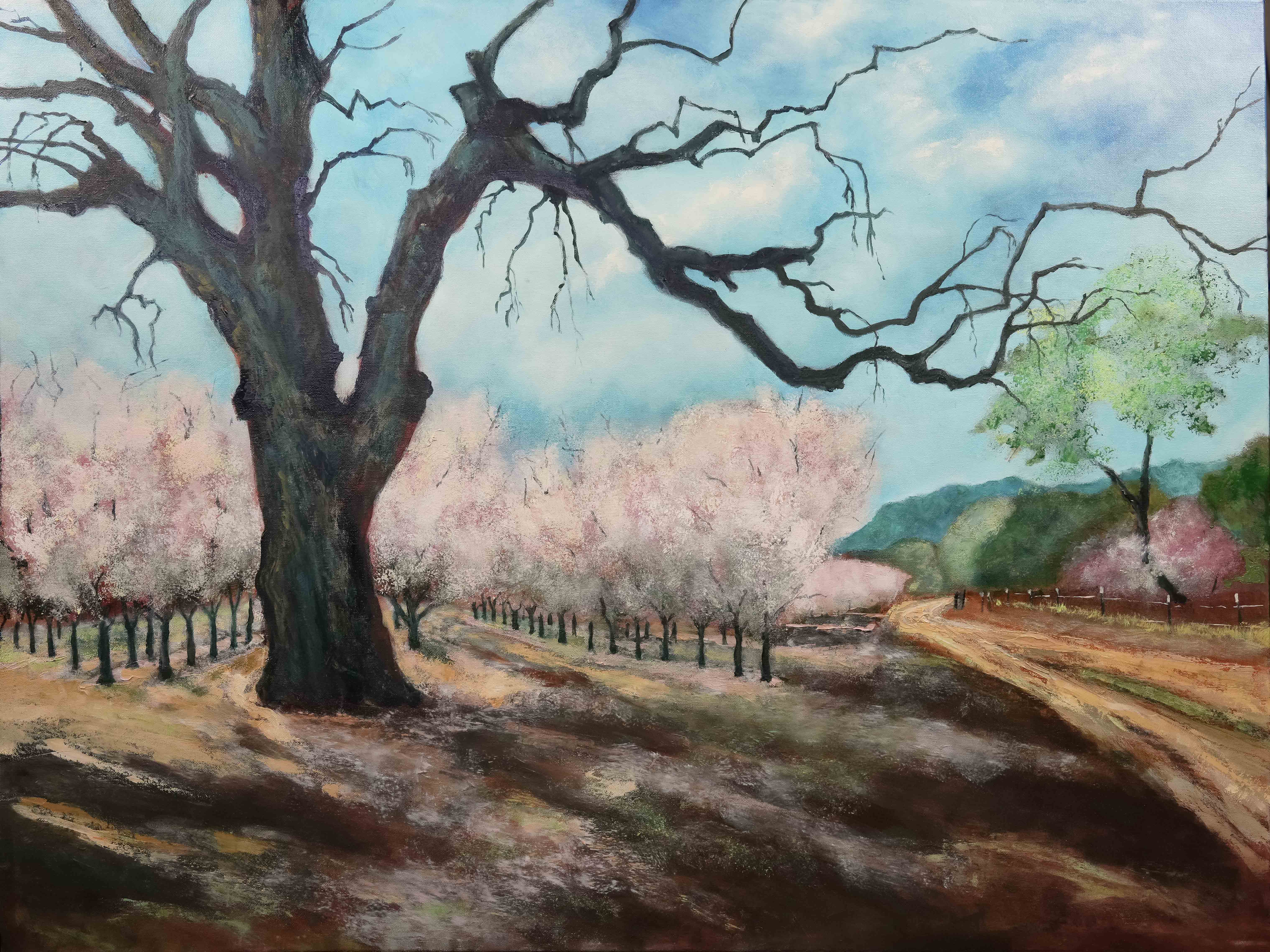 Séka Hills Almond Orchard in Bloom