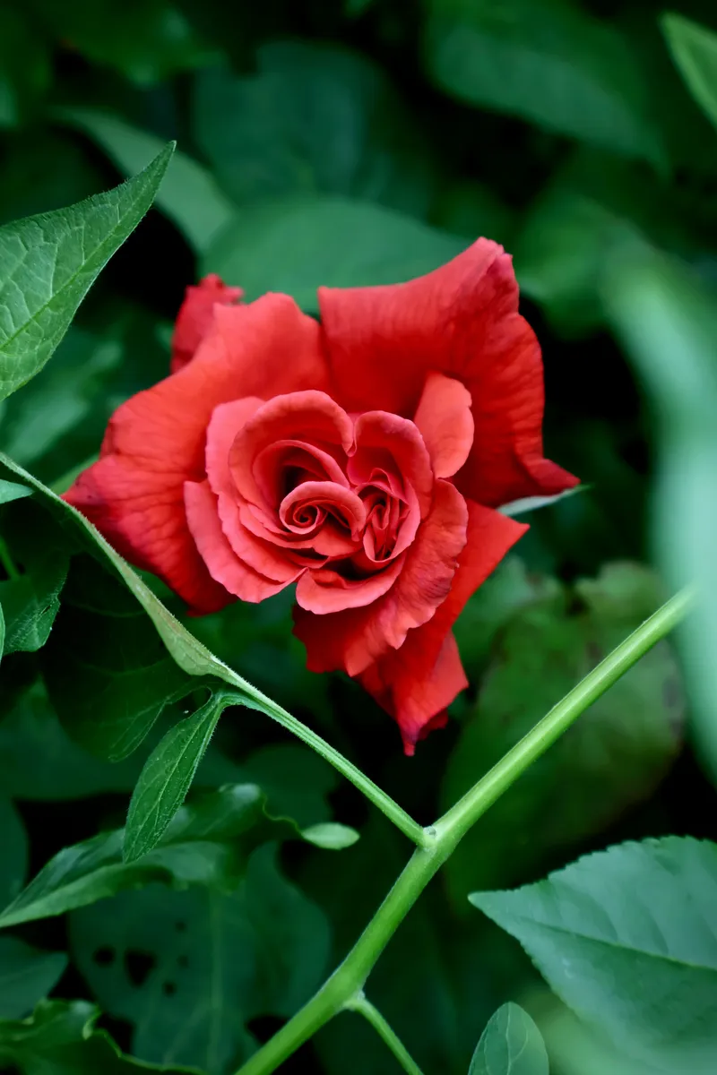 🩸 Menstrual Attunement Through the Lens of East Asian Medicine