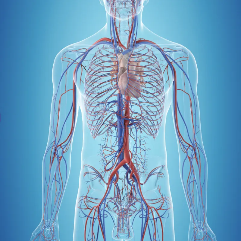 8 hour Advanced Higher Biology Project Bundle