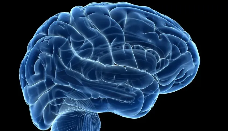 Brain Health, Focus & Mood