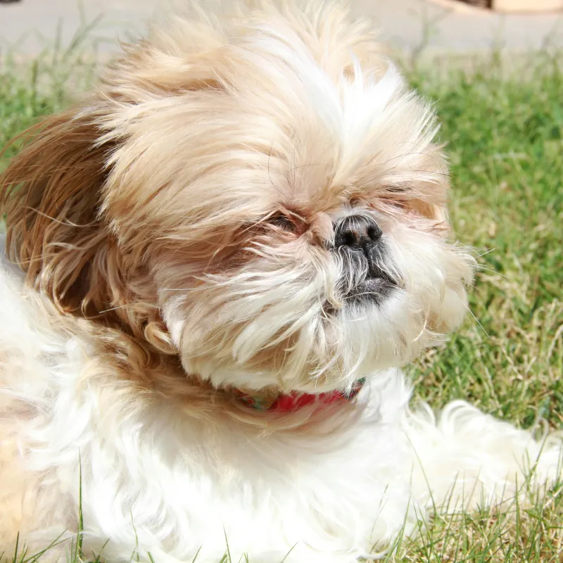 the Barking Lot : Day Care 8am - 4pm (via calendars)