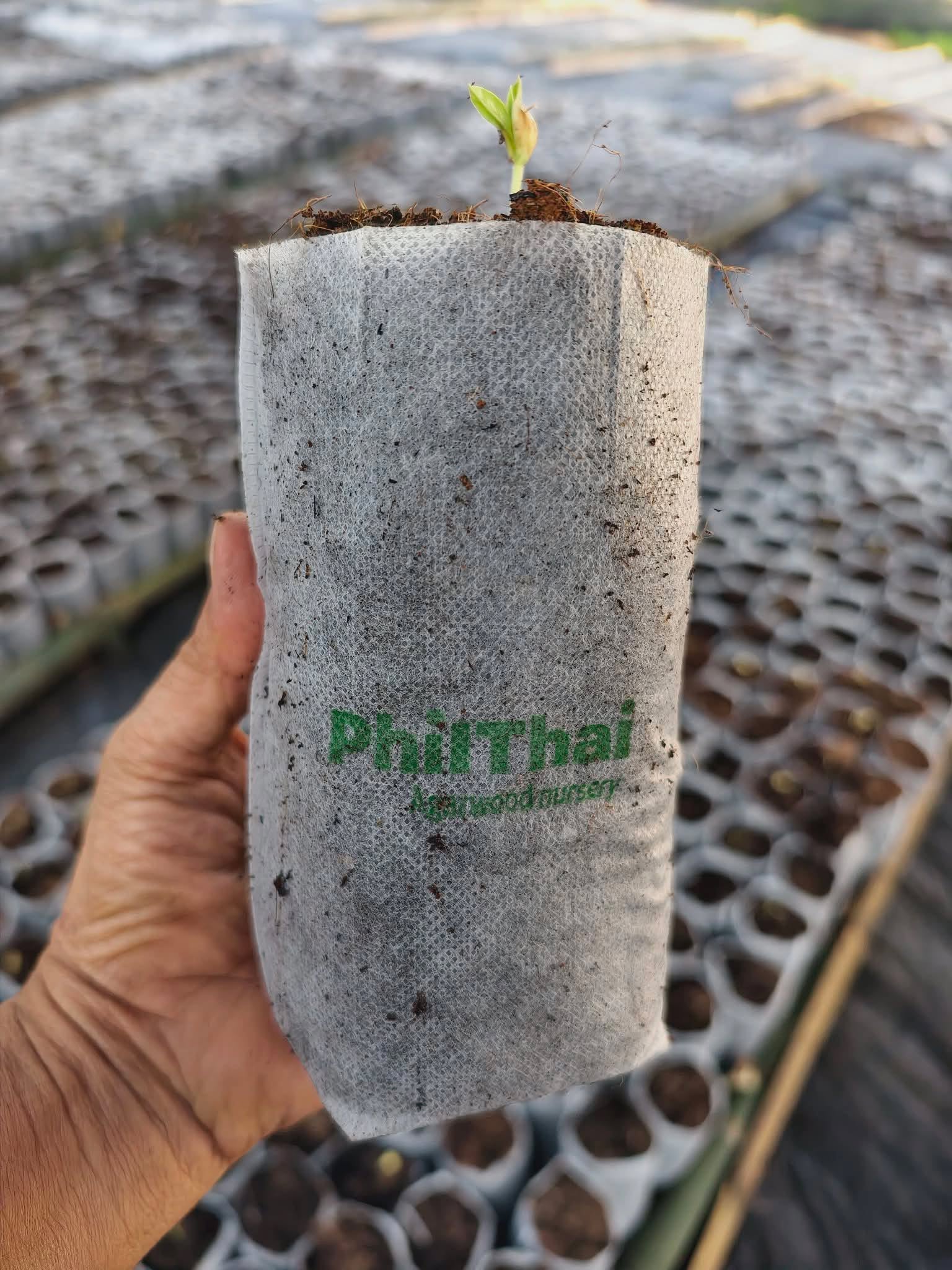 Seedlings