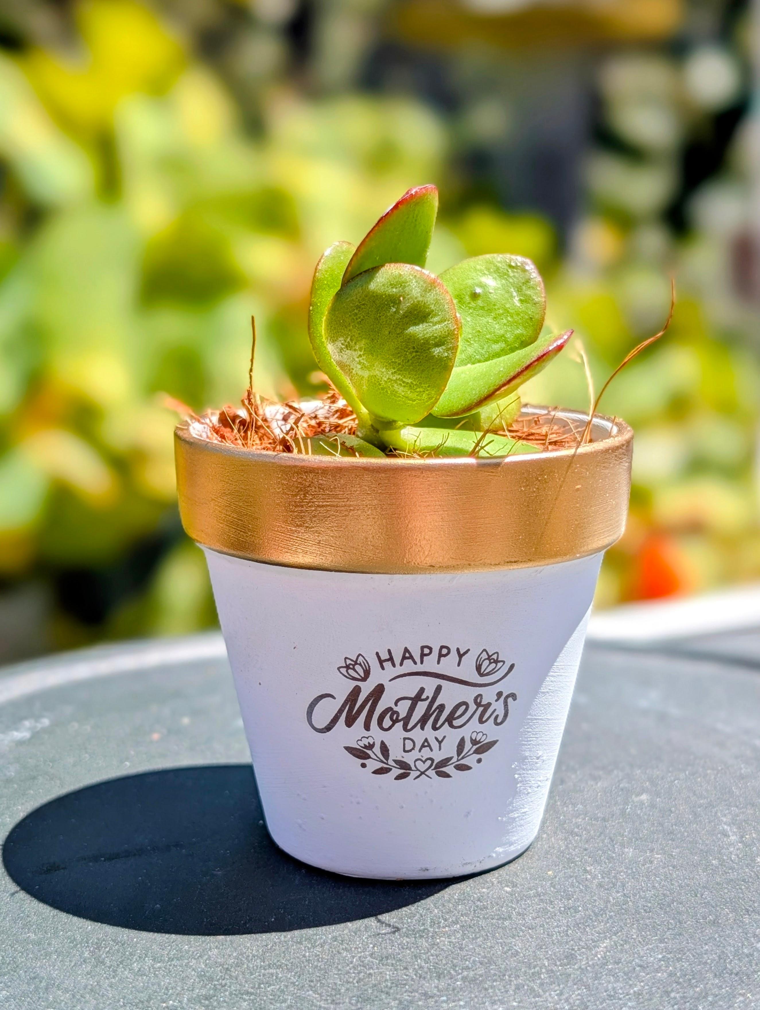 Engraved Mini Plant Pots