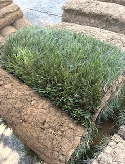 Fescue (500 sq ft)