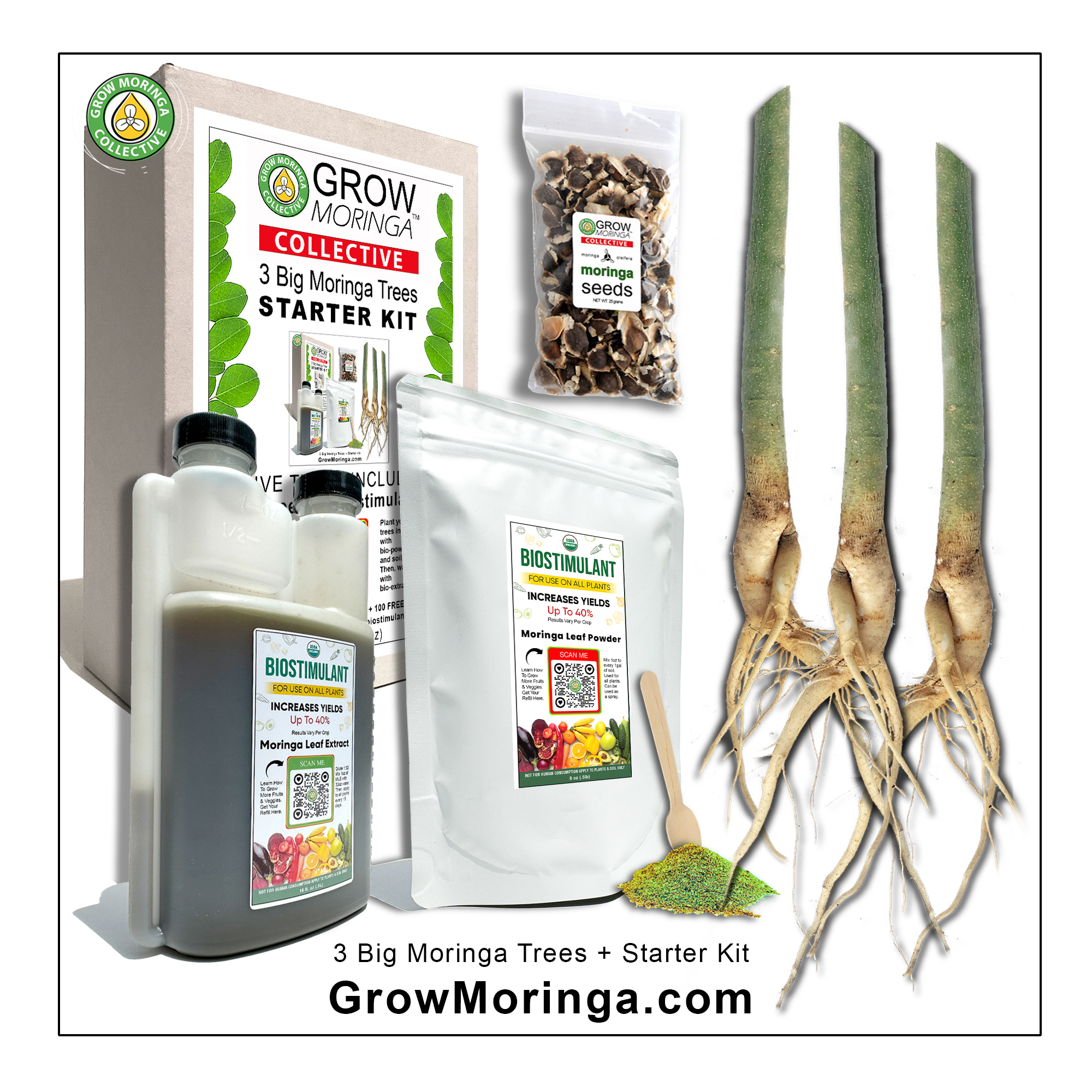 3 Big Moringa Trees + Starter Kit