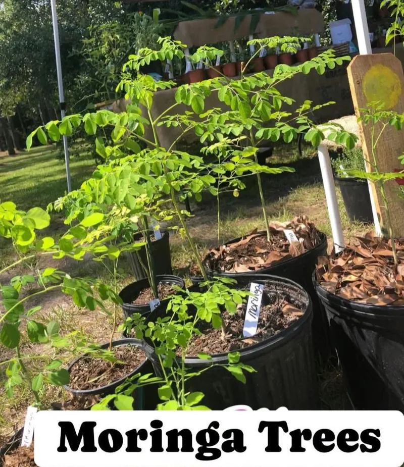 Live Moringa Tree