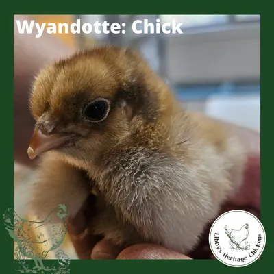 Wyandotte Chickens