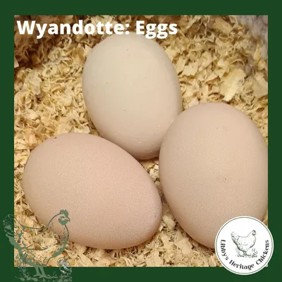 Blue Laced Red Wyandotte Fertilised Eggs