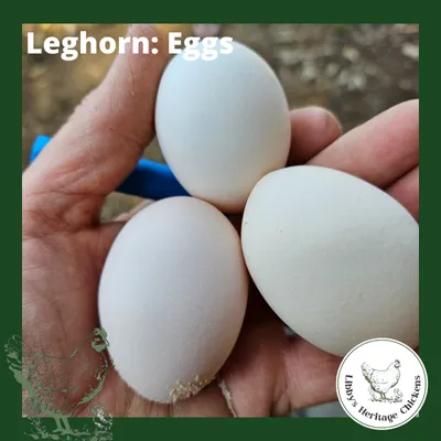 Leghorn Fertilised Eggs