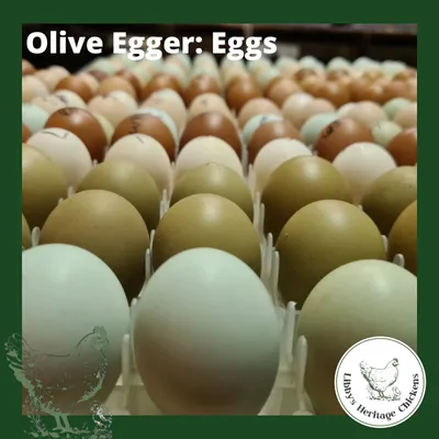 Olive Eggers Fertilised Eggs