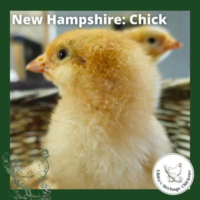 New Hampshire Chickens