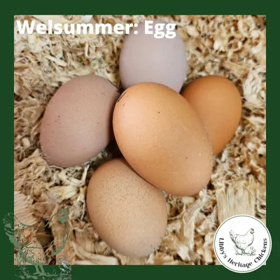 Welsummer Fertilised Eggs